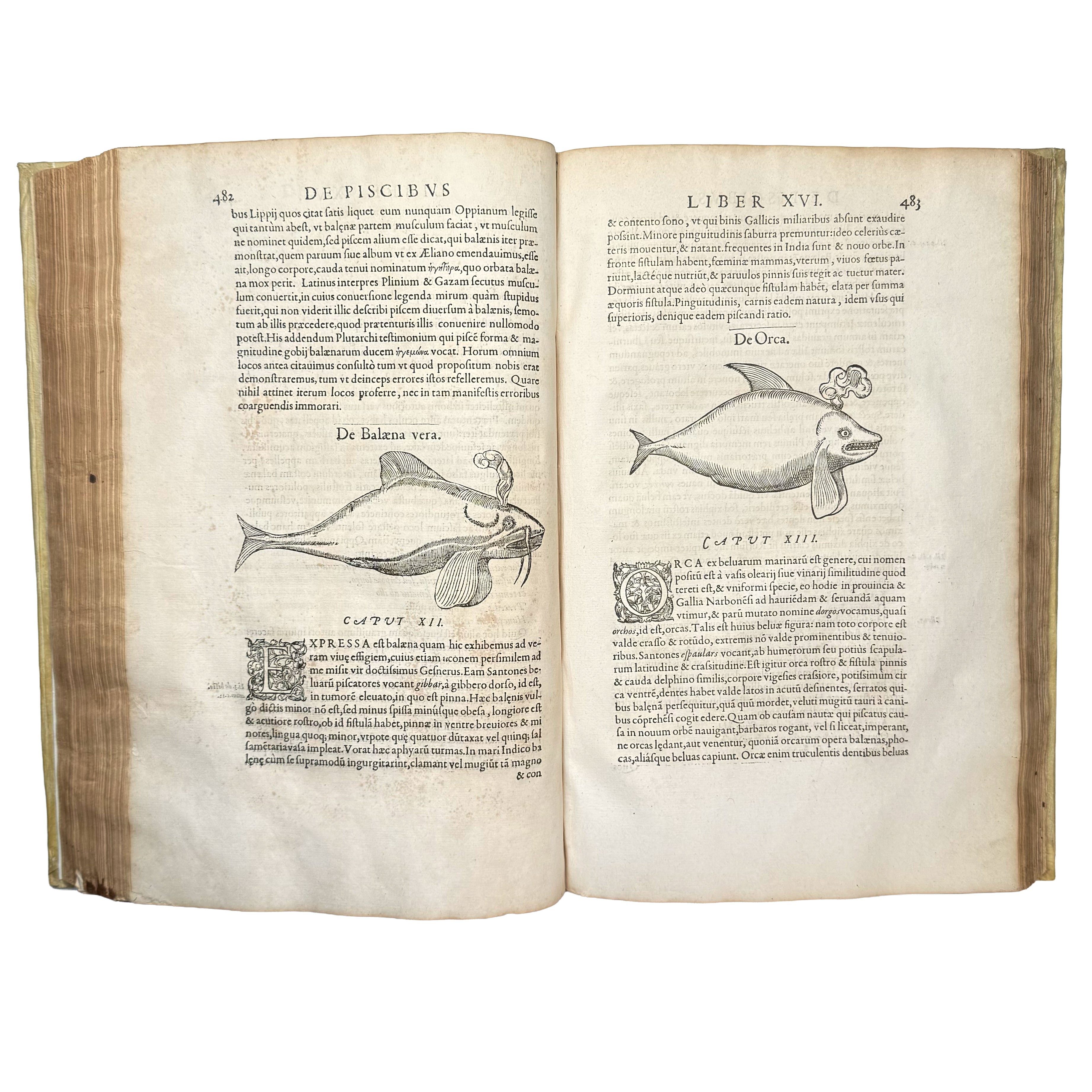 Libri de piscibus marinis. (With:) Universae aquatilium Historiae pars altera by Rondelet, Guillaume: a scarce visual specimen of the 1554-1555 early science & crafts publication