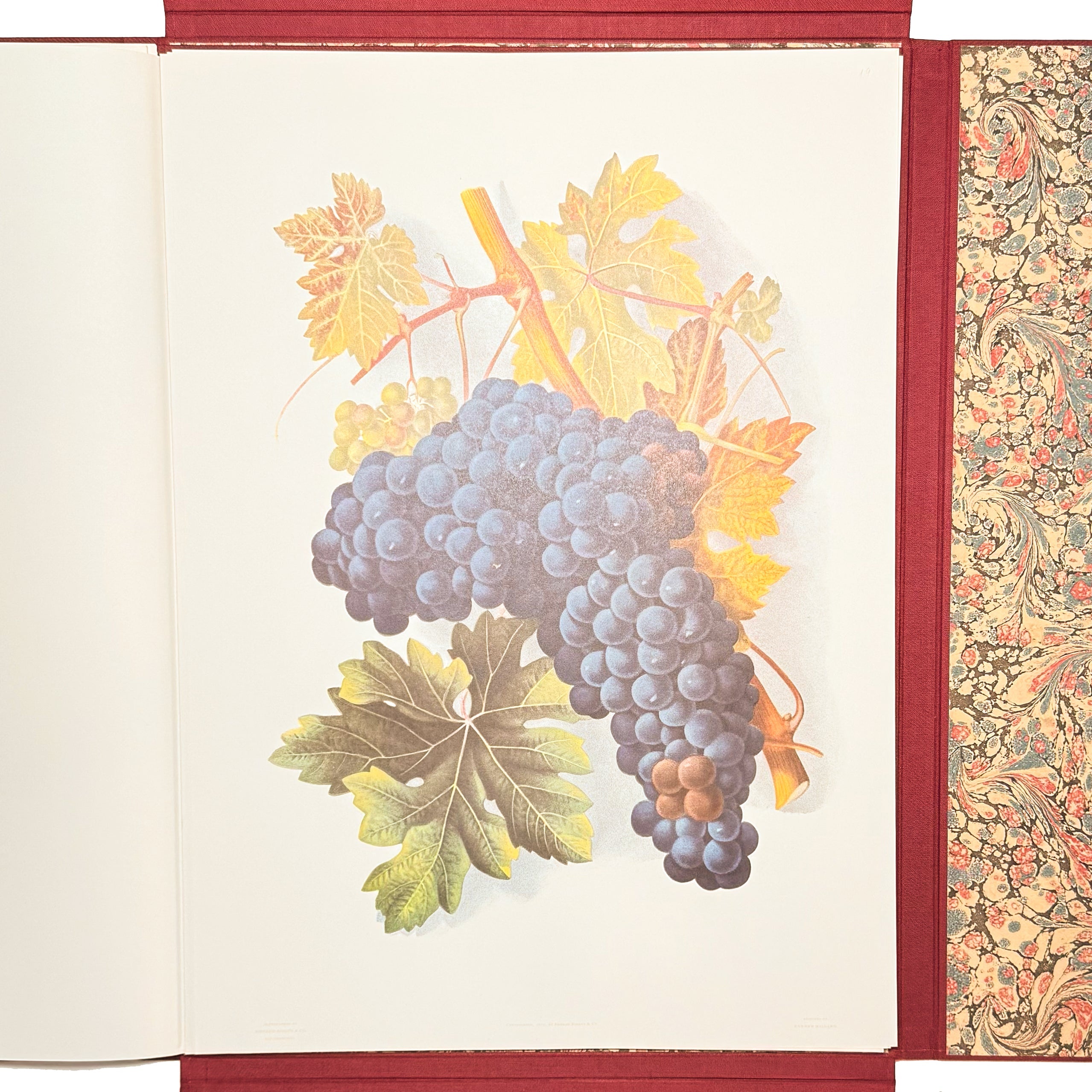 Grapes And Grape Vines Of California by Bosqui, Edward: a rare visual excerpt of the 1980 (1877) wine & viticulture treatise