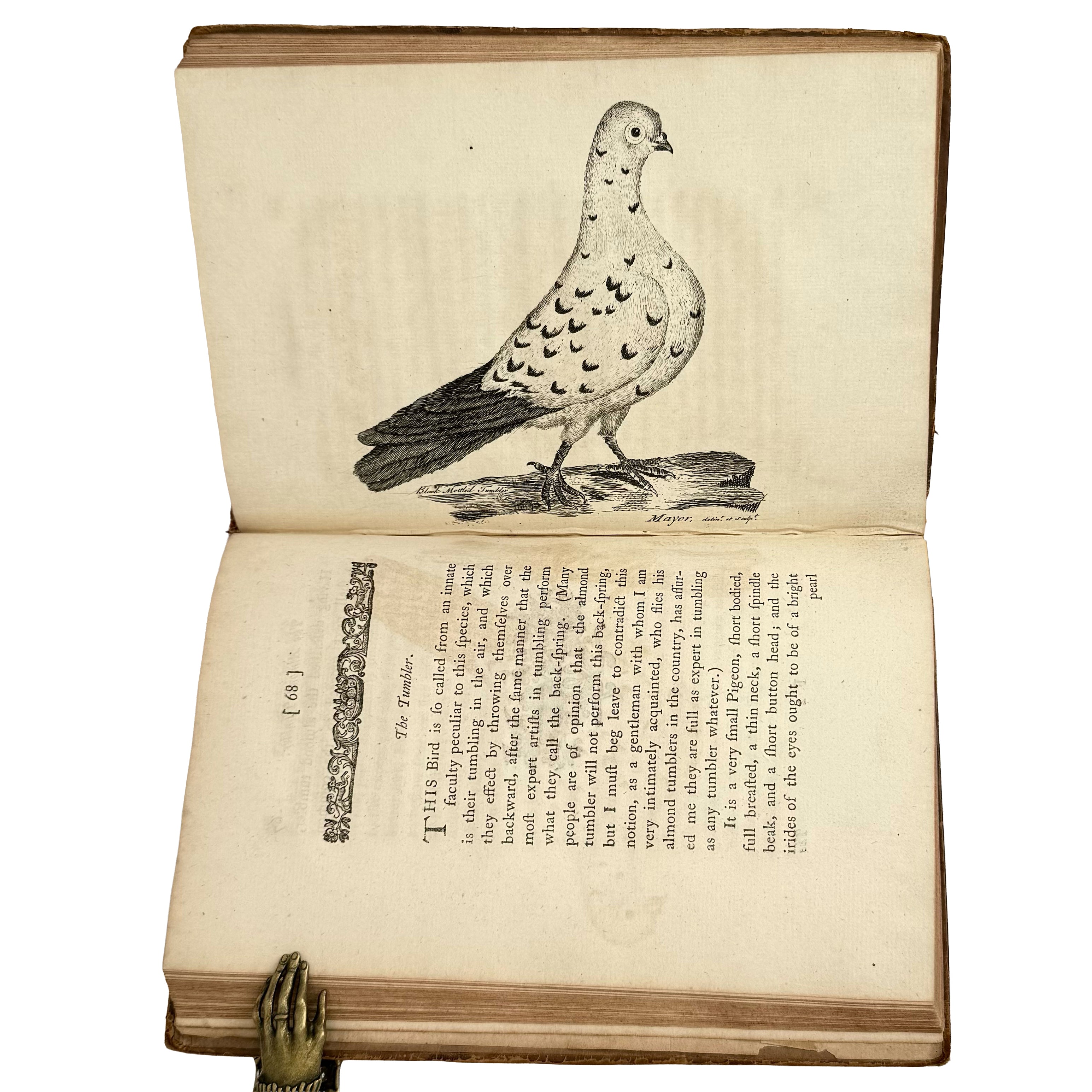 A Treatise on Domestic Pigeons by (Moore, J.): a scarce illustrative detail of the 1765 illustrated & decorative work