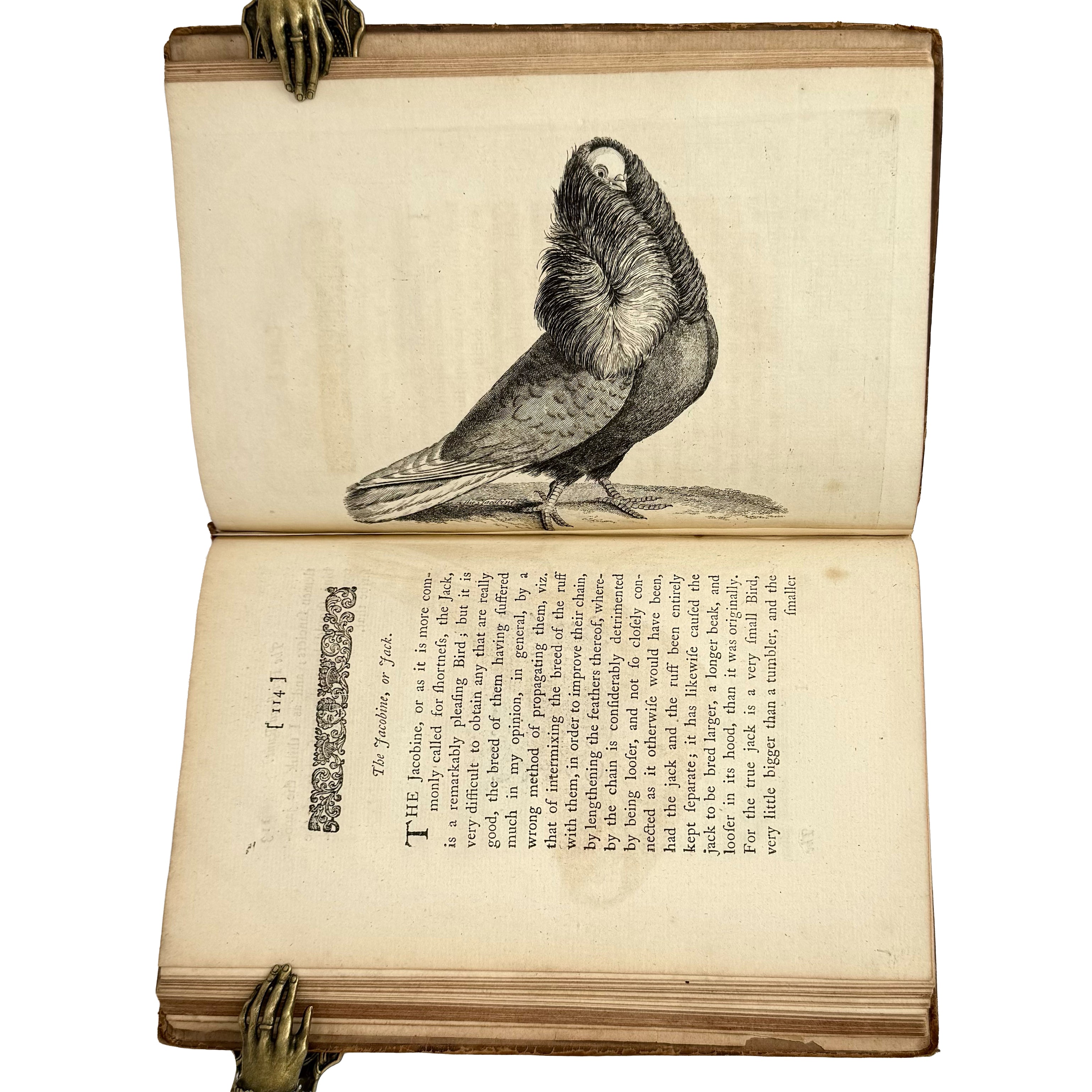 A Treatise on Domestic Pigeons by (Moore, J.): a remarkable illustrative passage from the 1765 illustrated & decorative exemplar