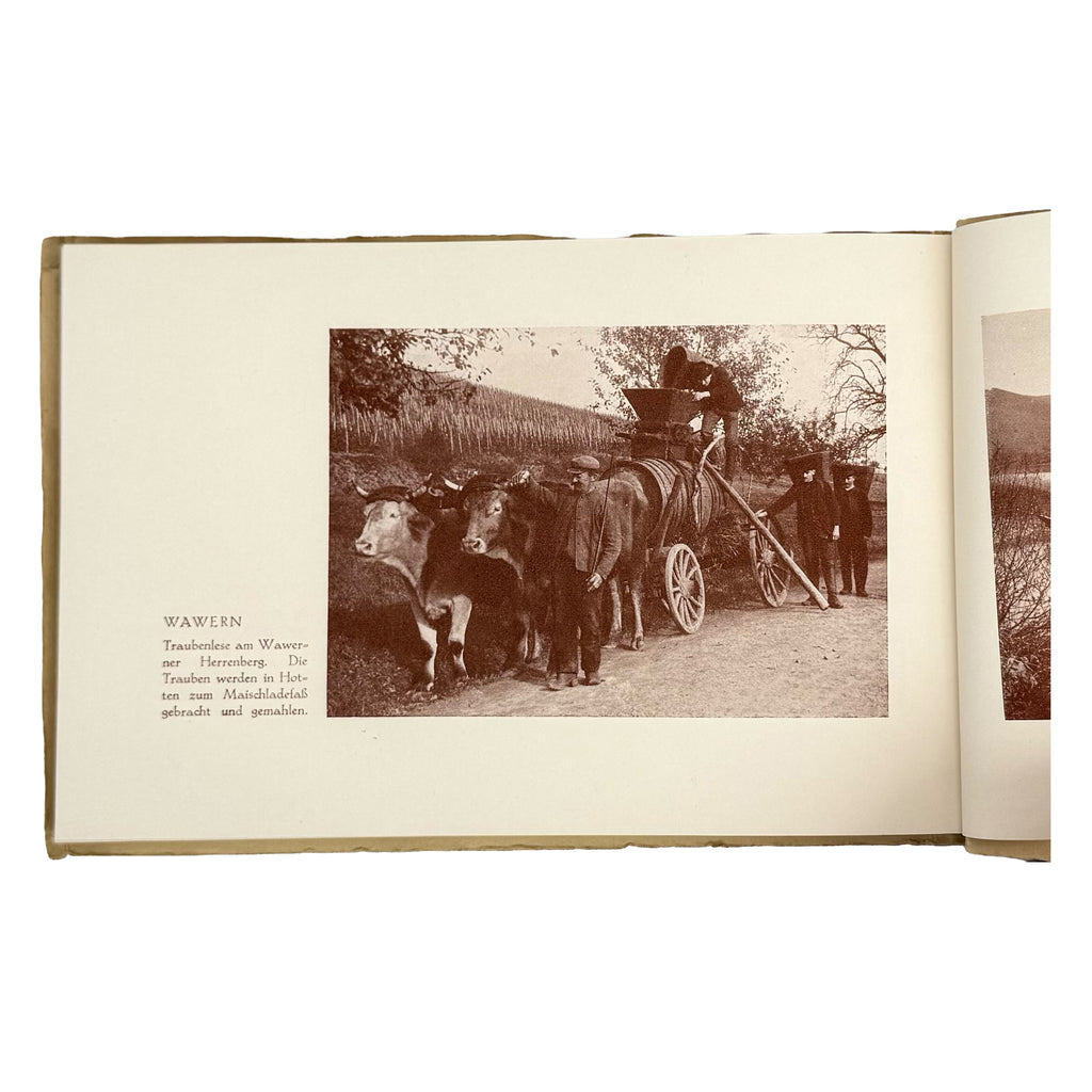 Rheinlands Weine by Various Authors: a selected plate showing the 1928 wine & viticulture volume