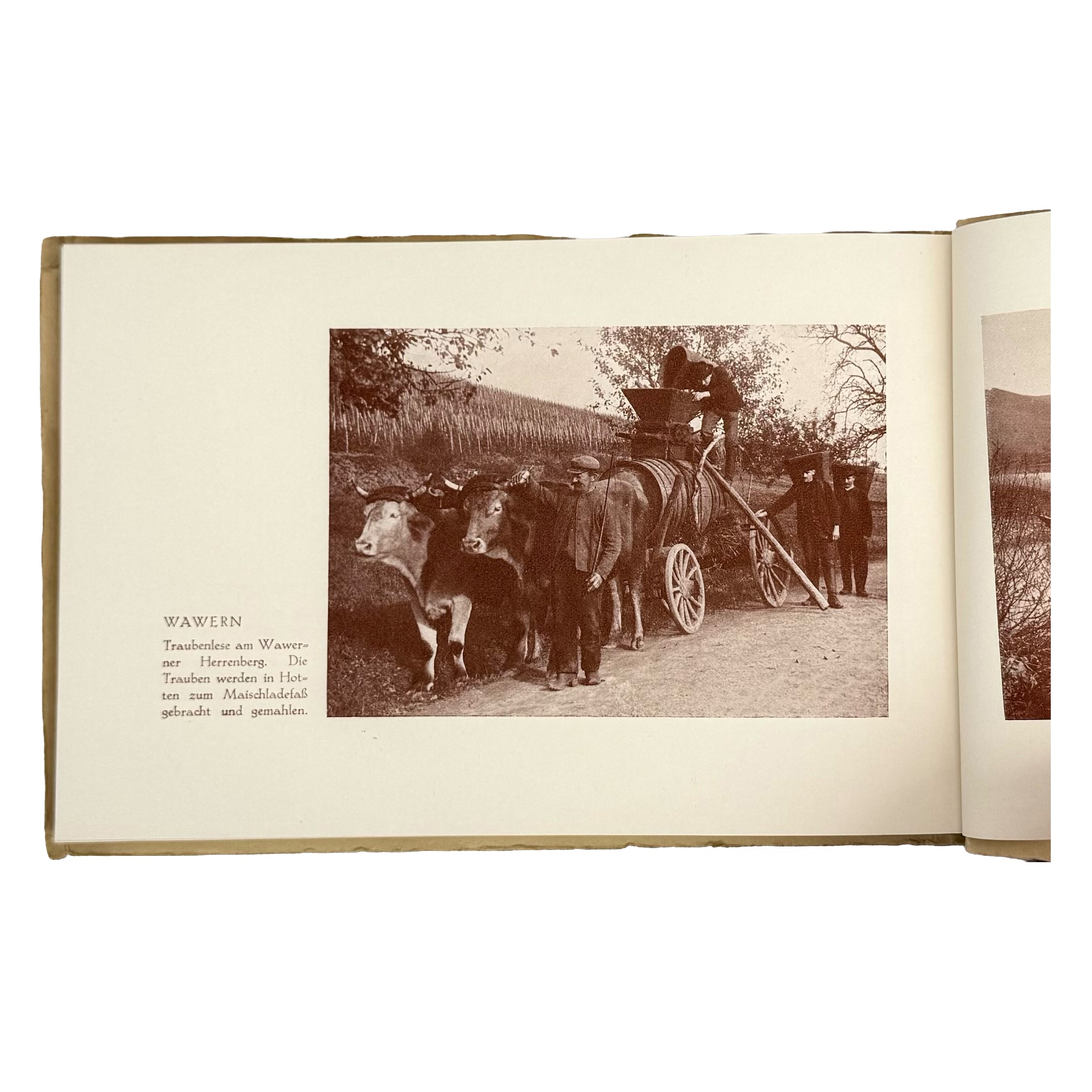 Rheinlands Weine by Various Authors: a selected plate showing the 1928 wine & viticulture volume