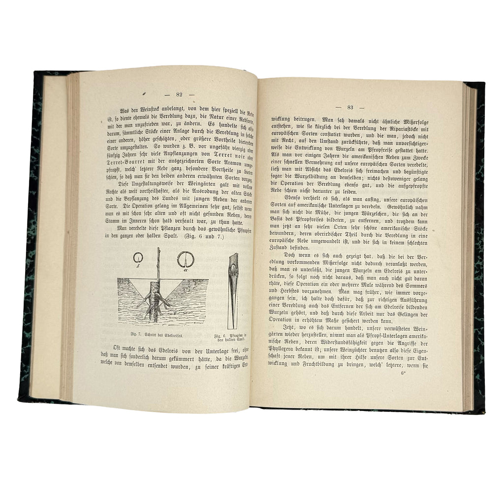 Die amerikanischen Reben by Sahut, Felix: a finely chosen detail from the 1891 wine & viticulture volume
