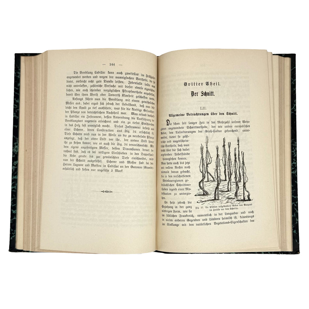 Die amerikanischen Reben by Sahut, Felix: a finely chosen detail from the 1891 wine & viticulture copy