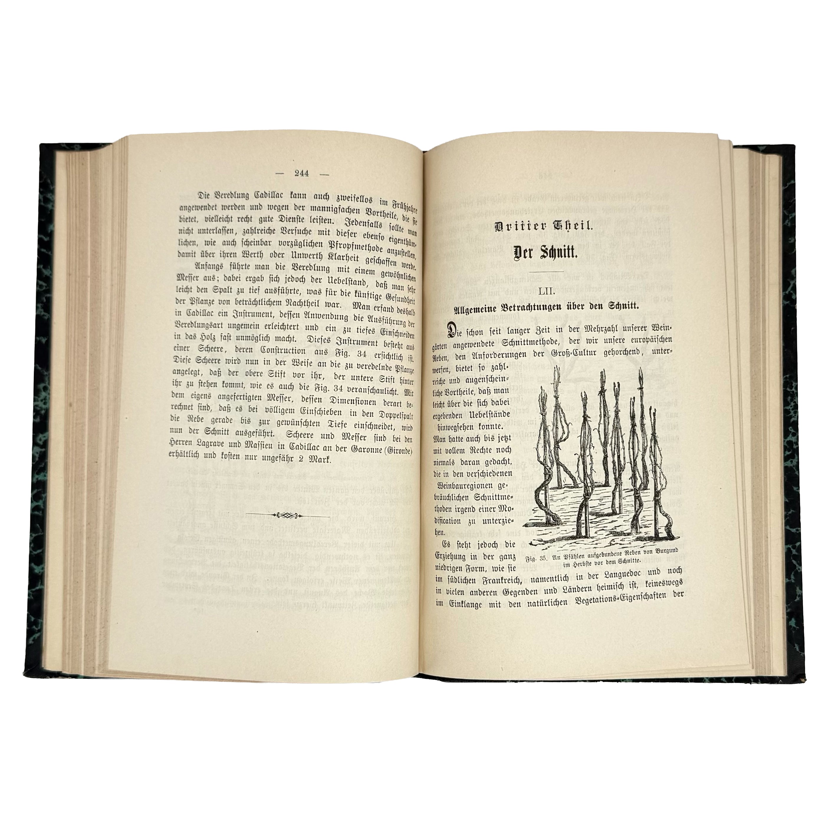 Die amerikanischen Reben by Sahut, Felix: a finely chosen detail from the 1891 wine & viticulture copy