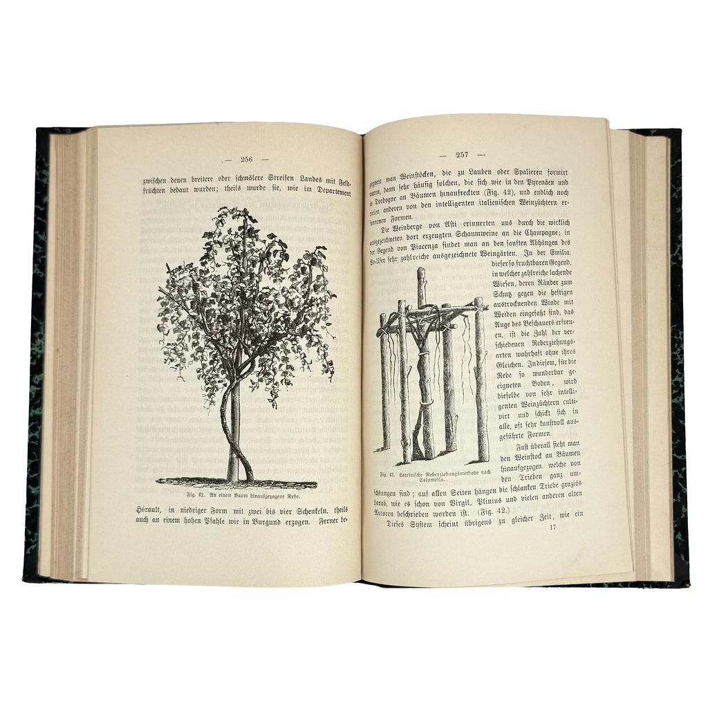 Die amerikanischen Reben by Sahut, Felix: an exquisite selection from the 1891 wine & viticulture piece