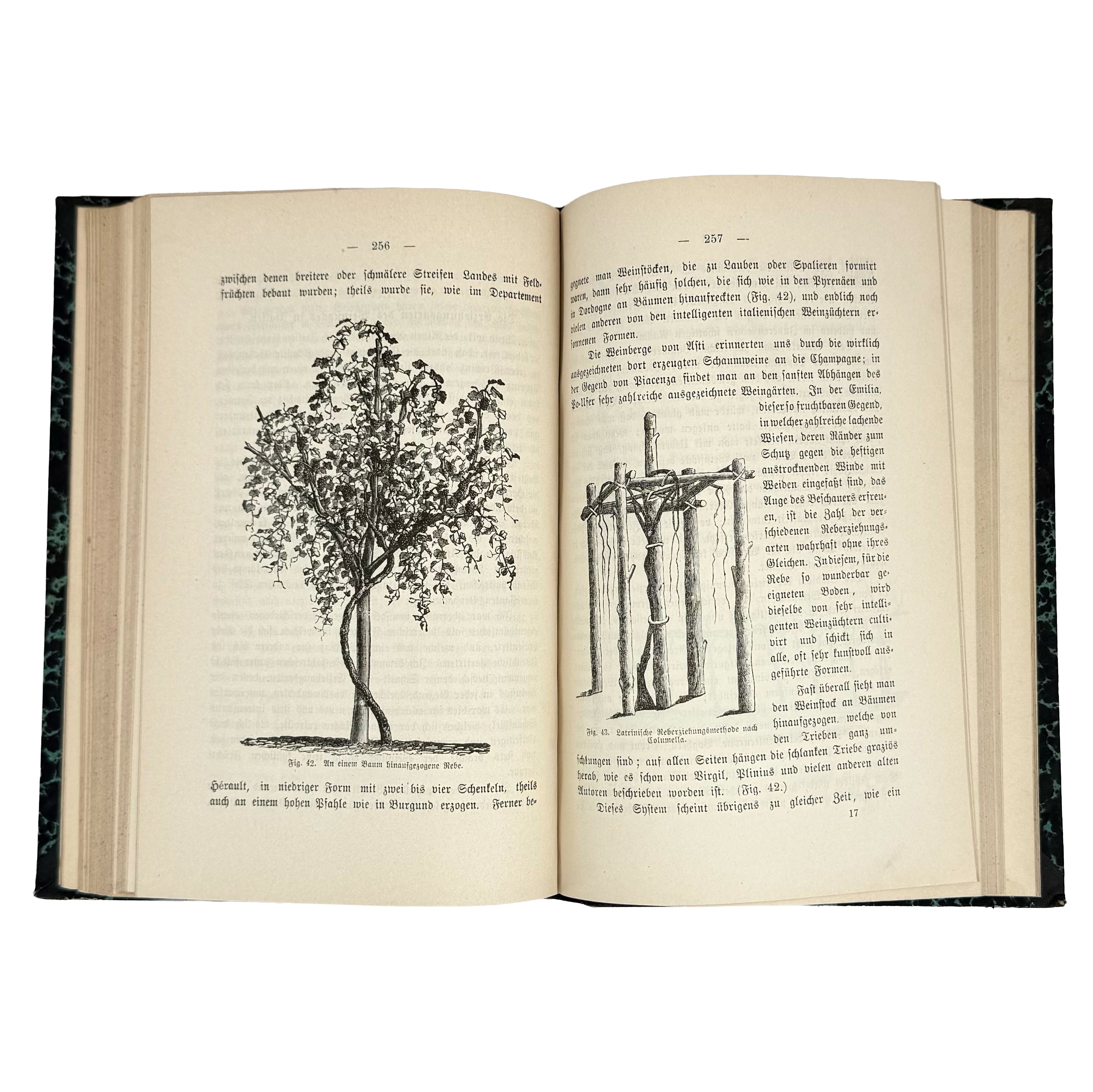 Die amerikanischen Reben by Sahut, Felix: an exquisite selection from the 1891 wine & viticulture piece