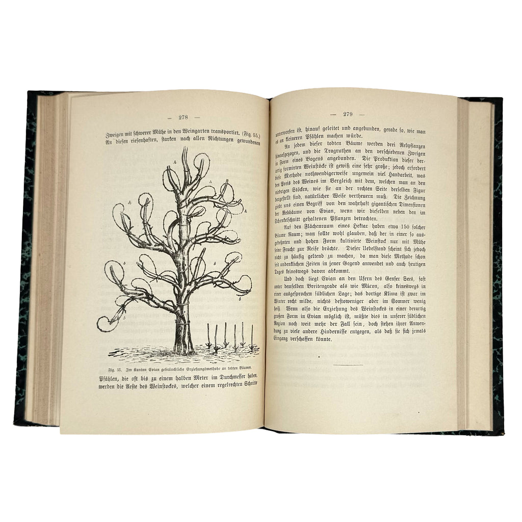 Die amerikanischen Reben by Sahut, Felix: a scarce visual specimen of the 1891 wine & viticulture printed work
