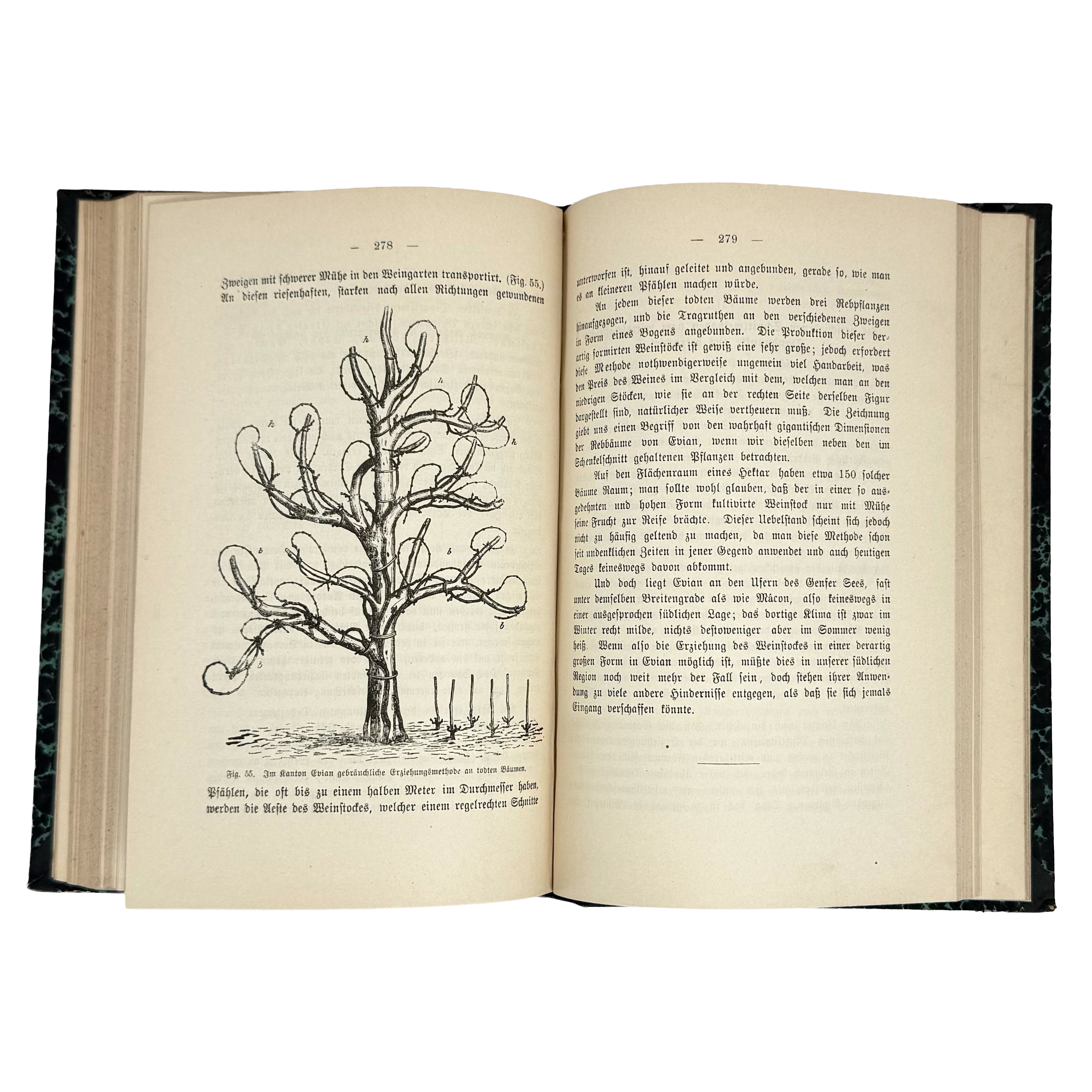 Die amerikanischen Reben by Sahut, Felix: a scarce visual specimen of the 1891 wine & viticulture printed work