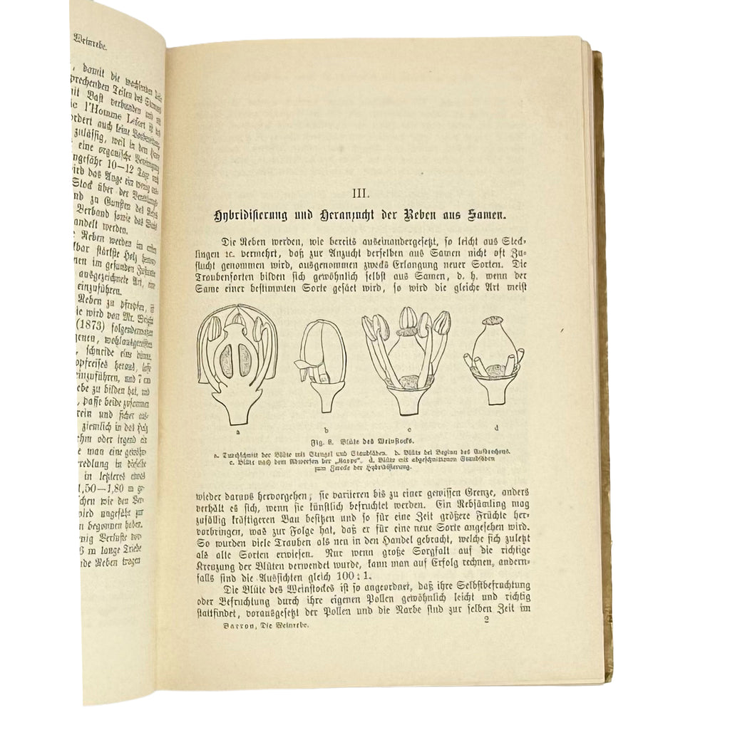 Die Weinrebe und ihre Kultur unter Glas by Barron, Archibald F.: a remarkable illustrative passage from the 1895 wine & viticulture exemplar