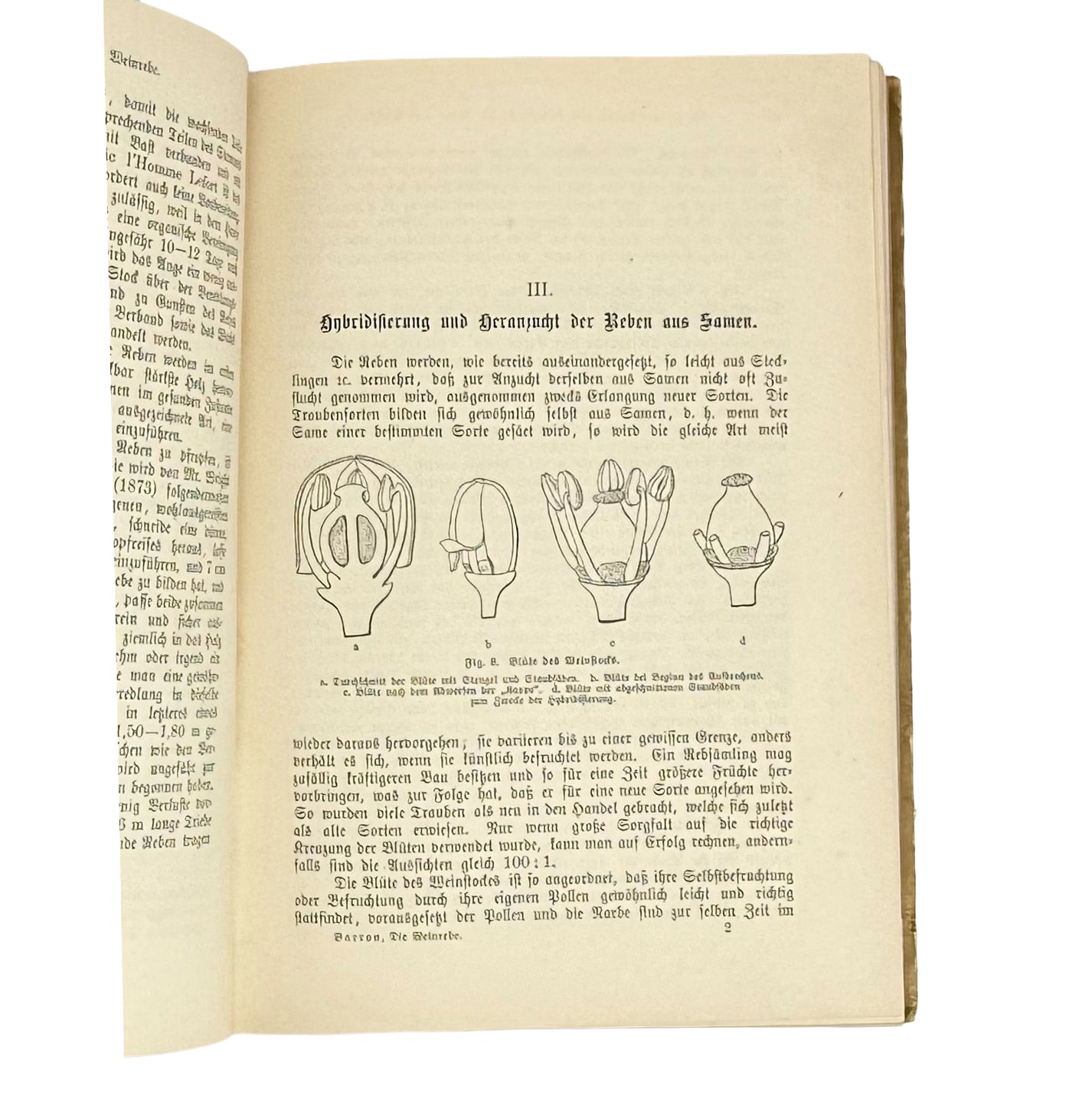 Die Weinrebe und ihre Kultur unter Glas by Barron, Archibald F.: a remarkable illustrative passage from the 1895 wine & viticulture exemplar