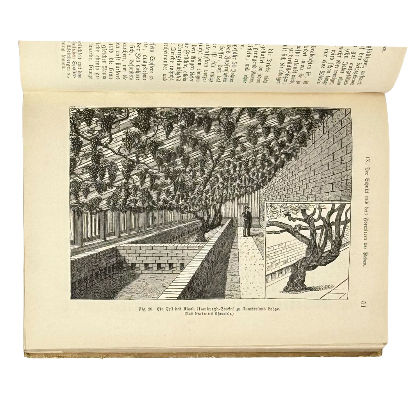 Die Weinrebe und ihre Kultur unter Glas by Barron, Archibald F.: a selected plate showing the 1895 wine & viticulture publication