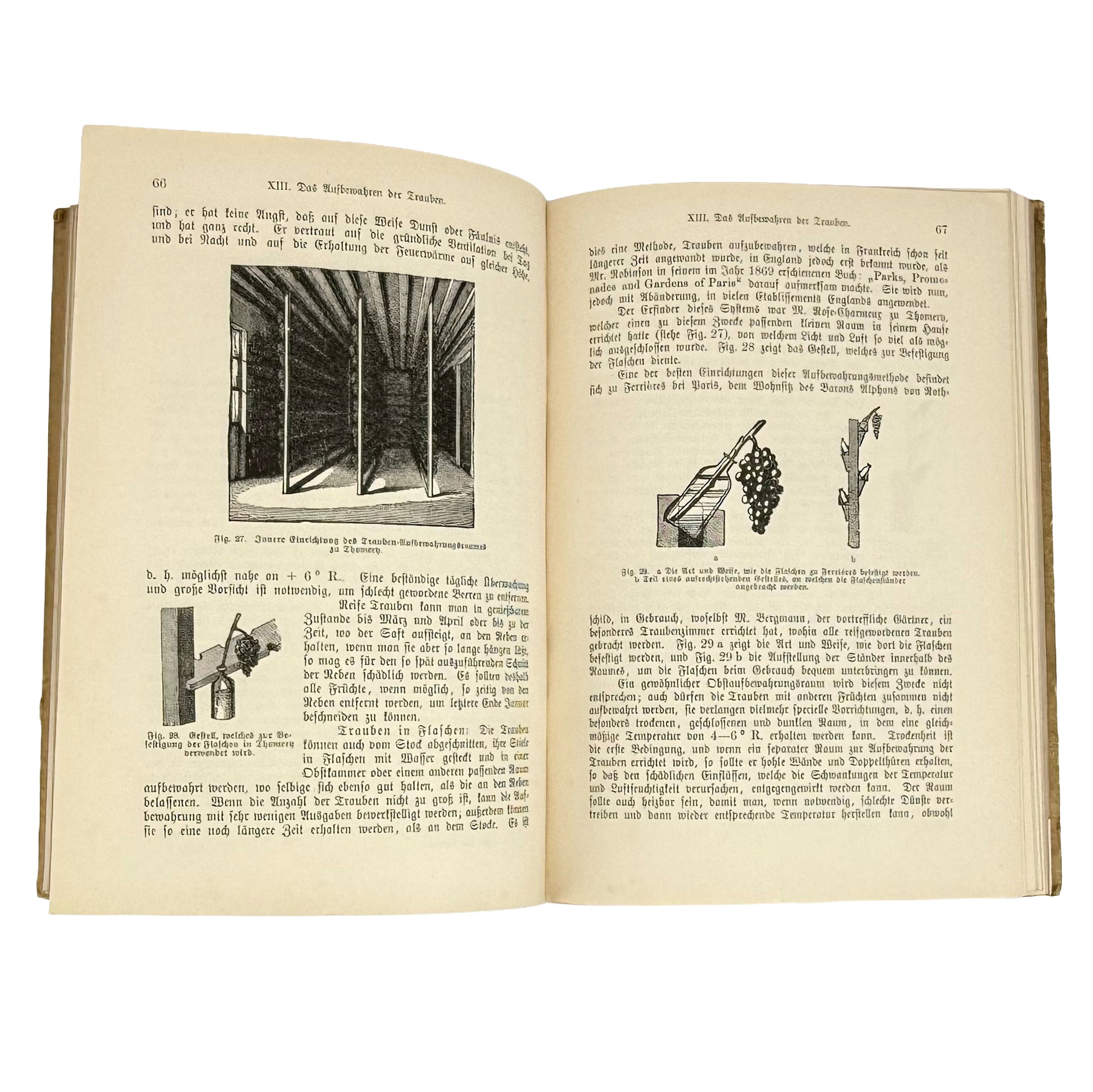 Die Weinrebe und ihre Kultur unter Glas by Barron, Archibald F.: an uncommon visual fragment of the 1895 wine & viticulture work