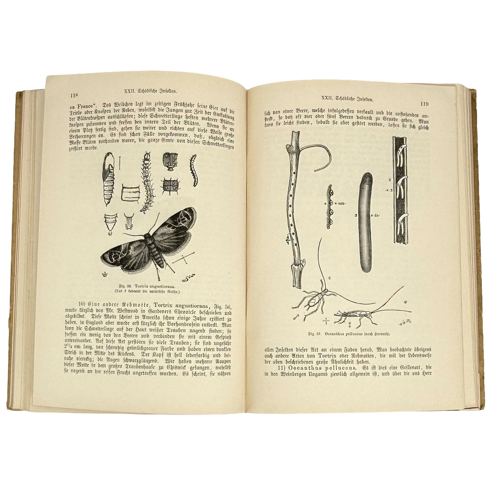 Die Weinrebe und ihre Kultur unter Glas by Barron, Archibald F.: a distinctive element from the 1895 wine & viticulture volume