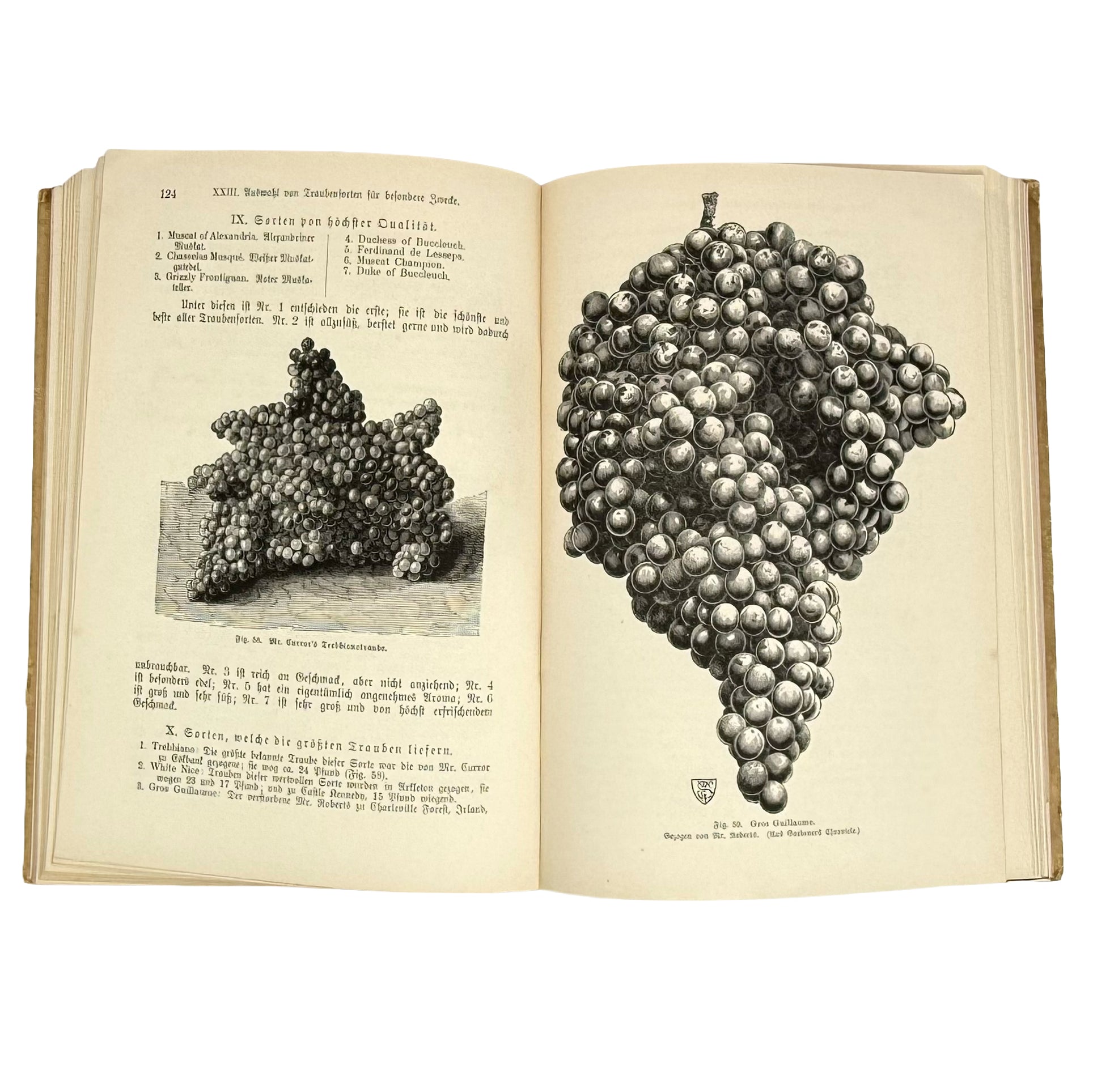 Die Weinrebe und ihre Kultur unter Glas by Barron, Archibald F.: a finely chosen detail from the 1895 wine & viticulture copy