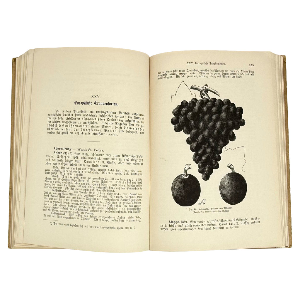 Die Weinrebe und ihre Kultur unter Glas by Barron, Archibald F.: a scarce illustrative detail of the 1895 wine & viticulture publication