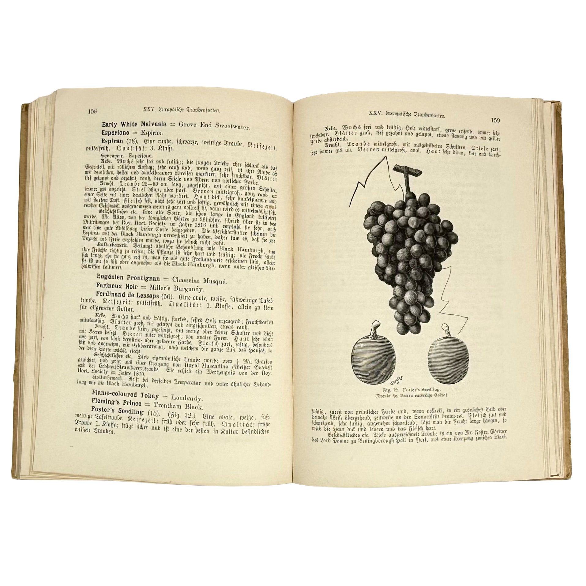 Die Weinrebe und ihre Kultur unter Glas by Barron, Archibald F.: a finely chosen detail from the 1895 wine & viticulture work