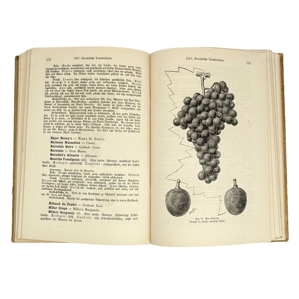 Die Weinrebe und ihre Kultur unter Glas by Barron, Archibald F.: an exceptional example from the 1895 wine & viticulture edition