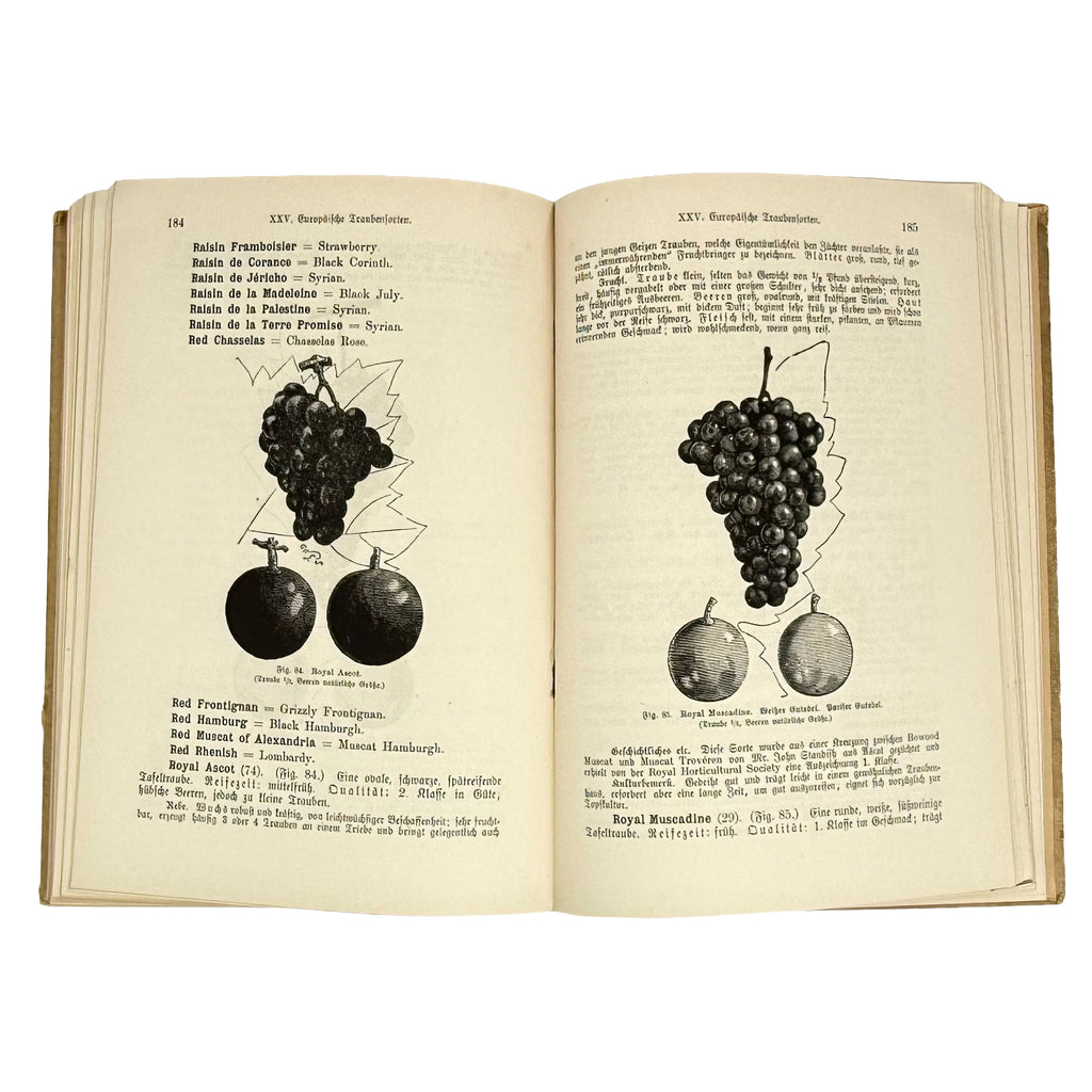 Die Weinrebe und ihre Kultur unter Glas by Barron, Archibald F.: a noteworthy detail captured from the 1895 wine & viticulture treatise