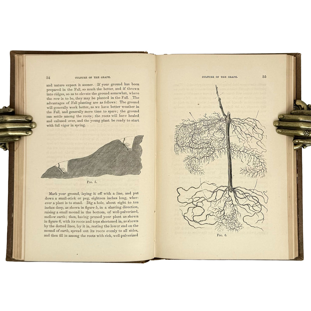 The cultivation of the native grape and manufacture of American wines by Husmann, George: a scarce illustrative detail of the 1866 wine & viticulture publication