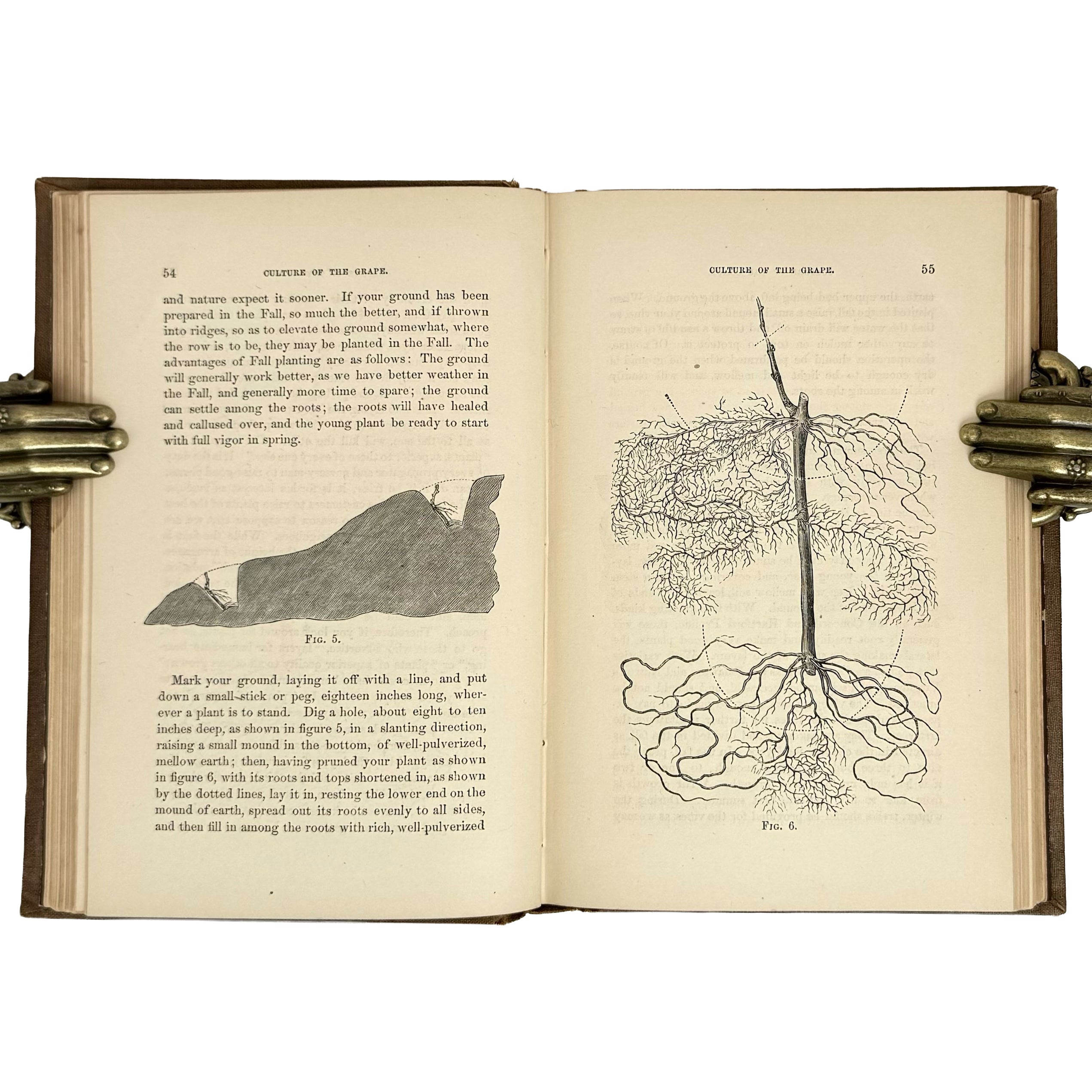 The cultivation of the native grape and manufacture of American wines by Husmann, George: a scarce illustrative detail of the 1866 wine & viticulture publication