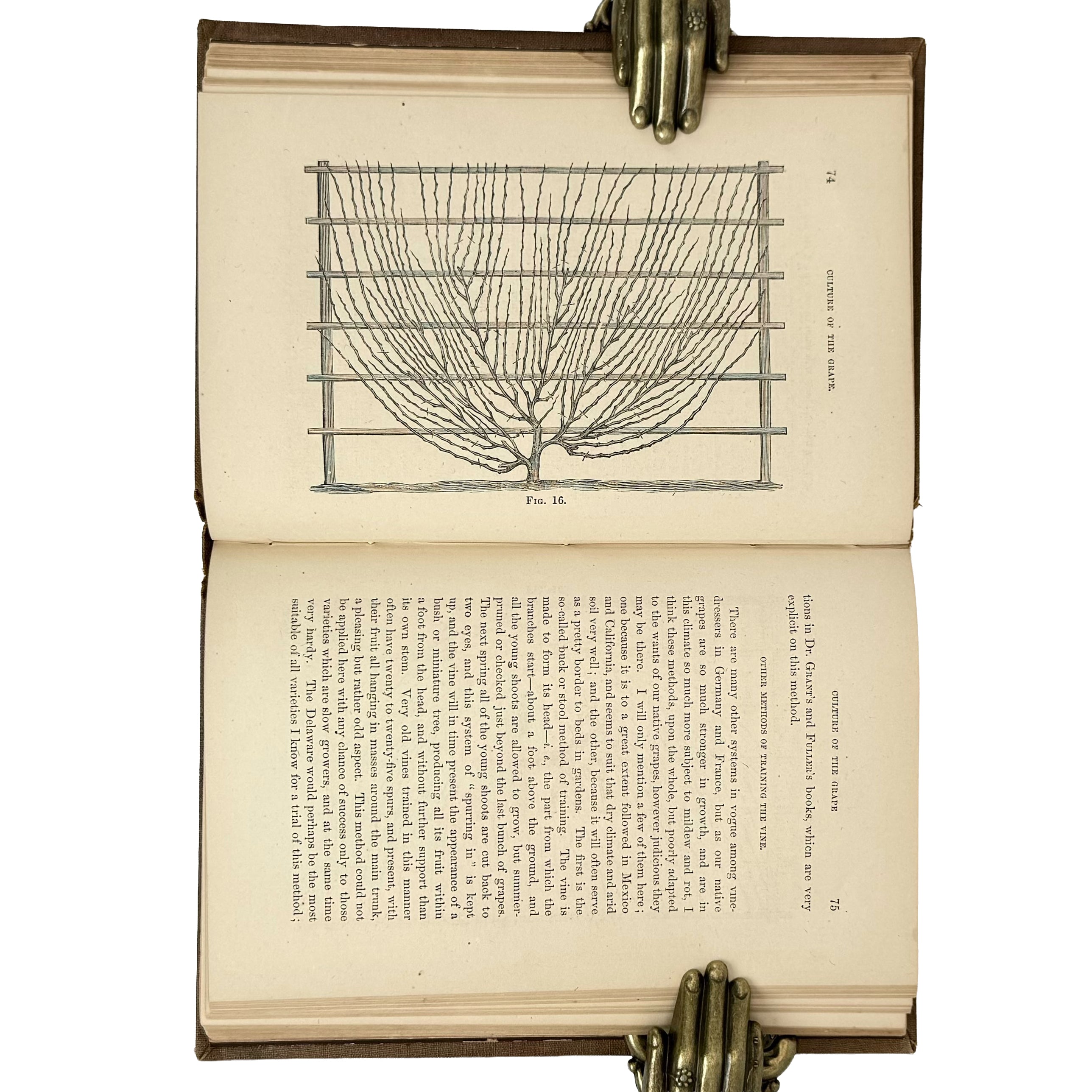 The cultivation of the native grape and manufacture of American wines by Husmann, George: a singularly preserved detail from the 1866 wine & viticulture volume