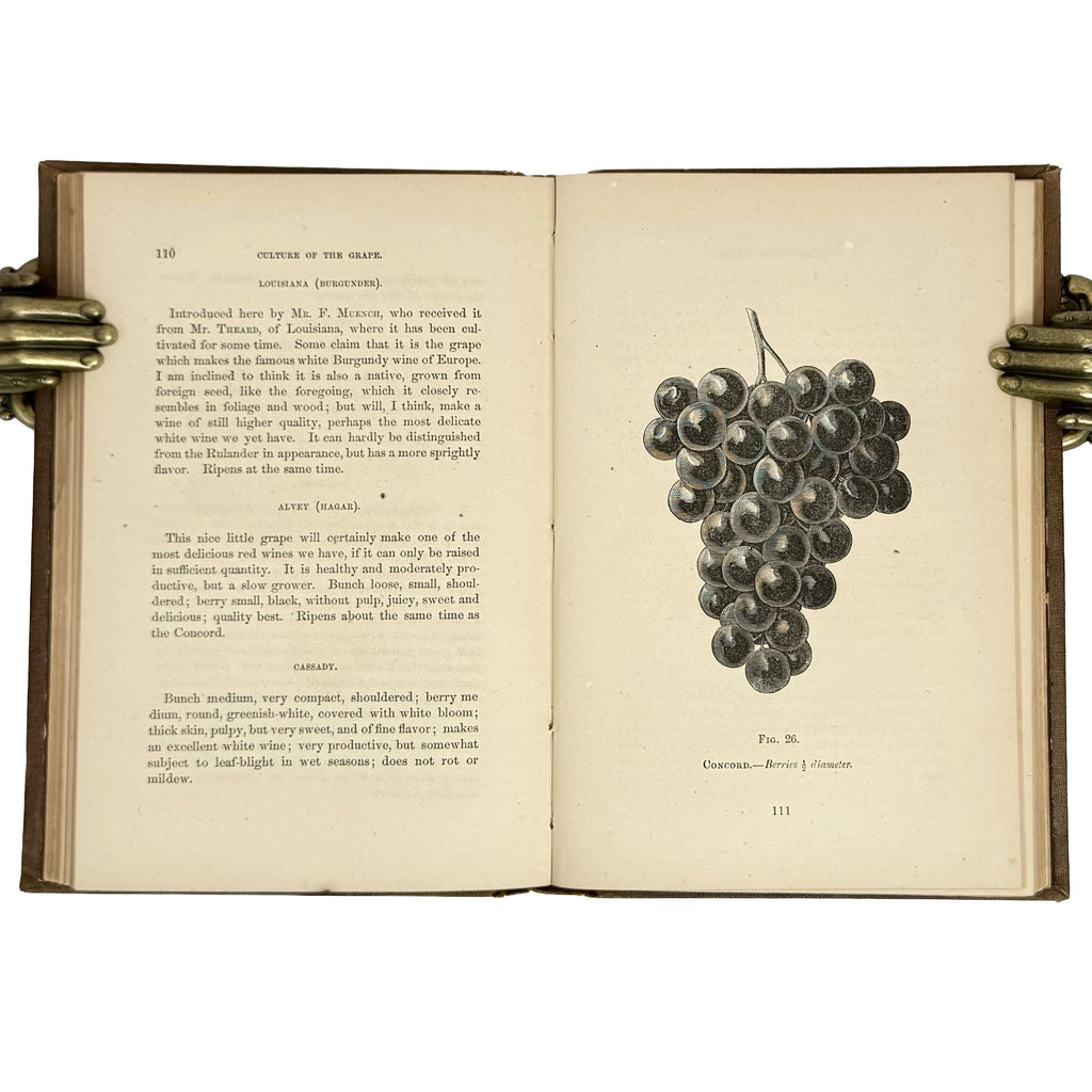 The cultivation of the native grape and manufacture of American wines by Husmann, George: a singularly preserved detail from the 1866 wine & viticulture copy