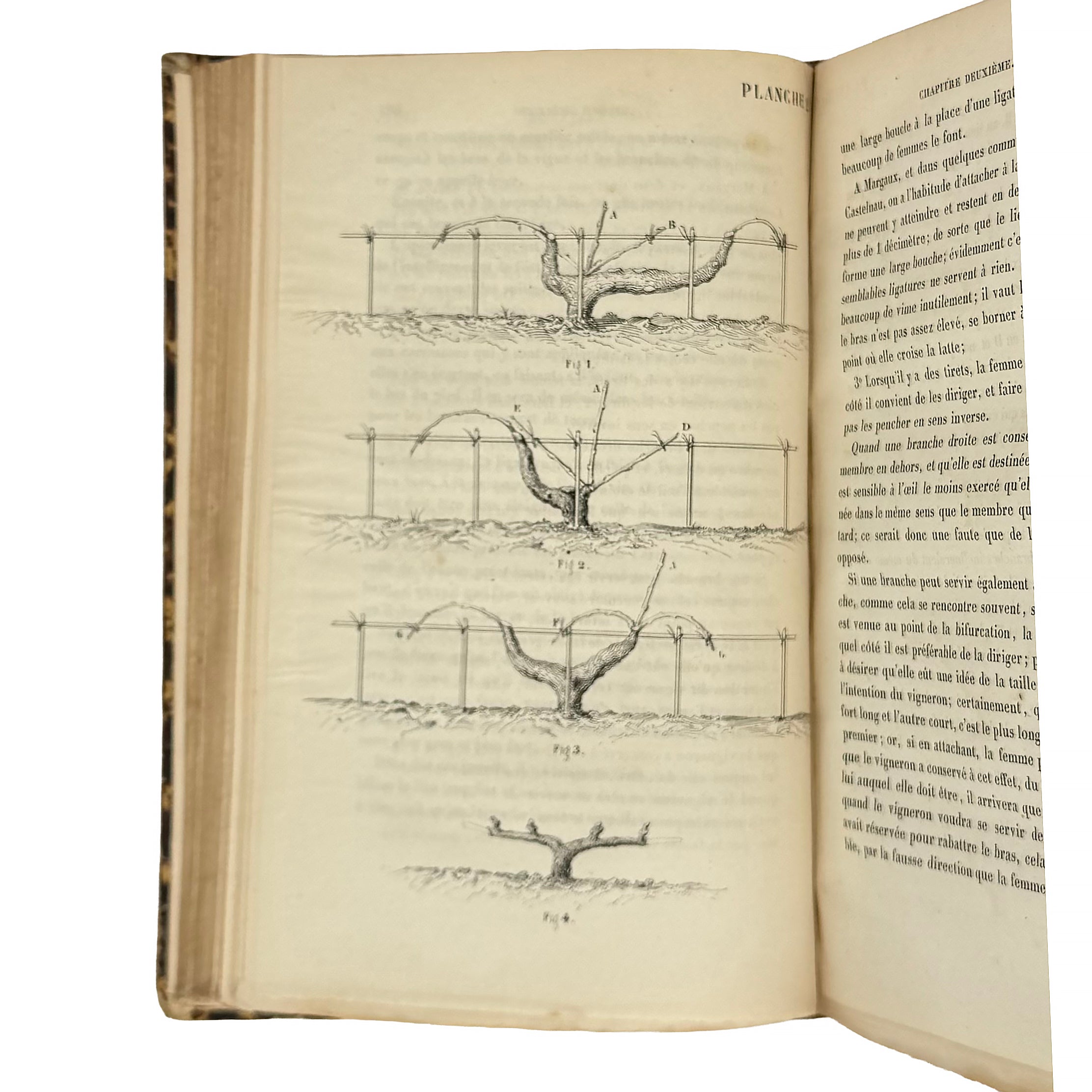 La culture des vignes, la vinification et les vins dans le Médoc by Armailhacq, Albert D': a rare visual excerpt of the 1855 wine & viticulture exemplar