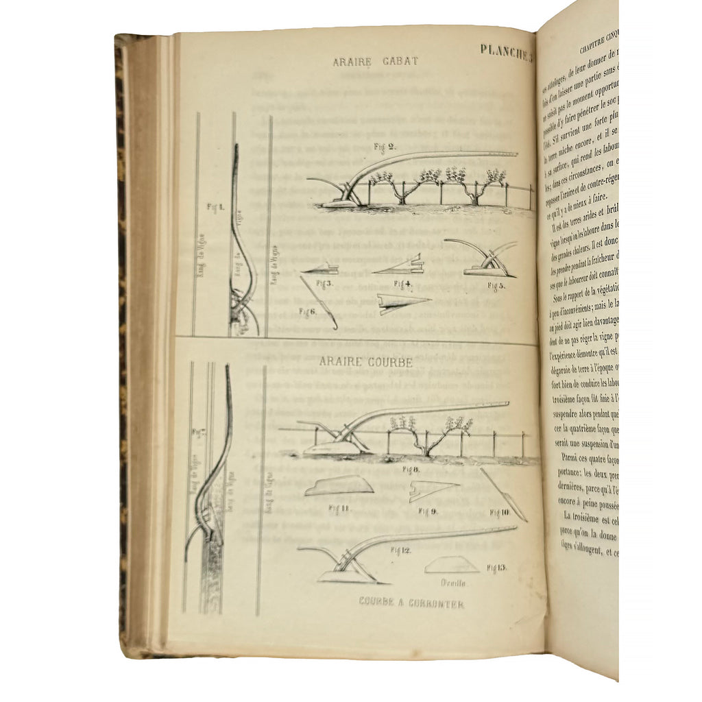 La culture des vignes, la vinification et les vins dans le Médoc by Armailhacq, Albert D': a noteworthy detail captured from the 1855 wine & viticulture text