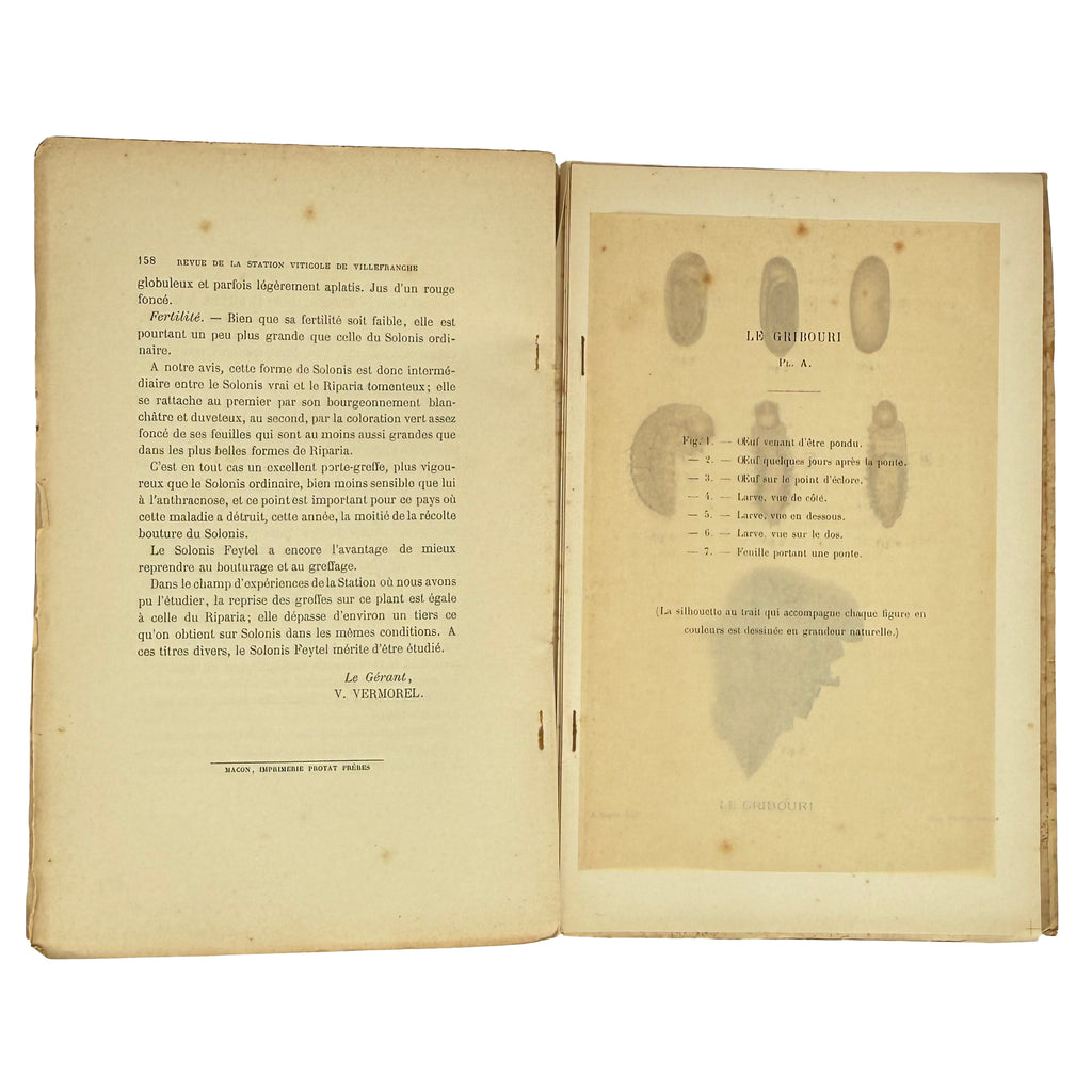Revue trimestrielle de la Station Viticole de Villefranche (Rhône) by Vermorel, Victor: a distinctive element from the 1890 wine & viticulture publication