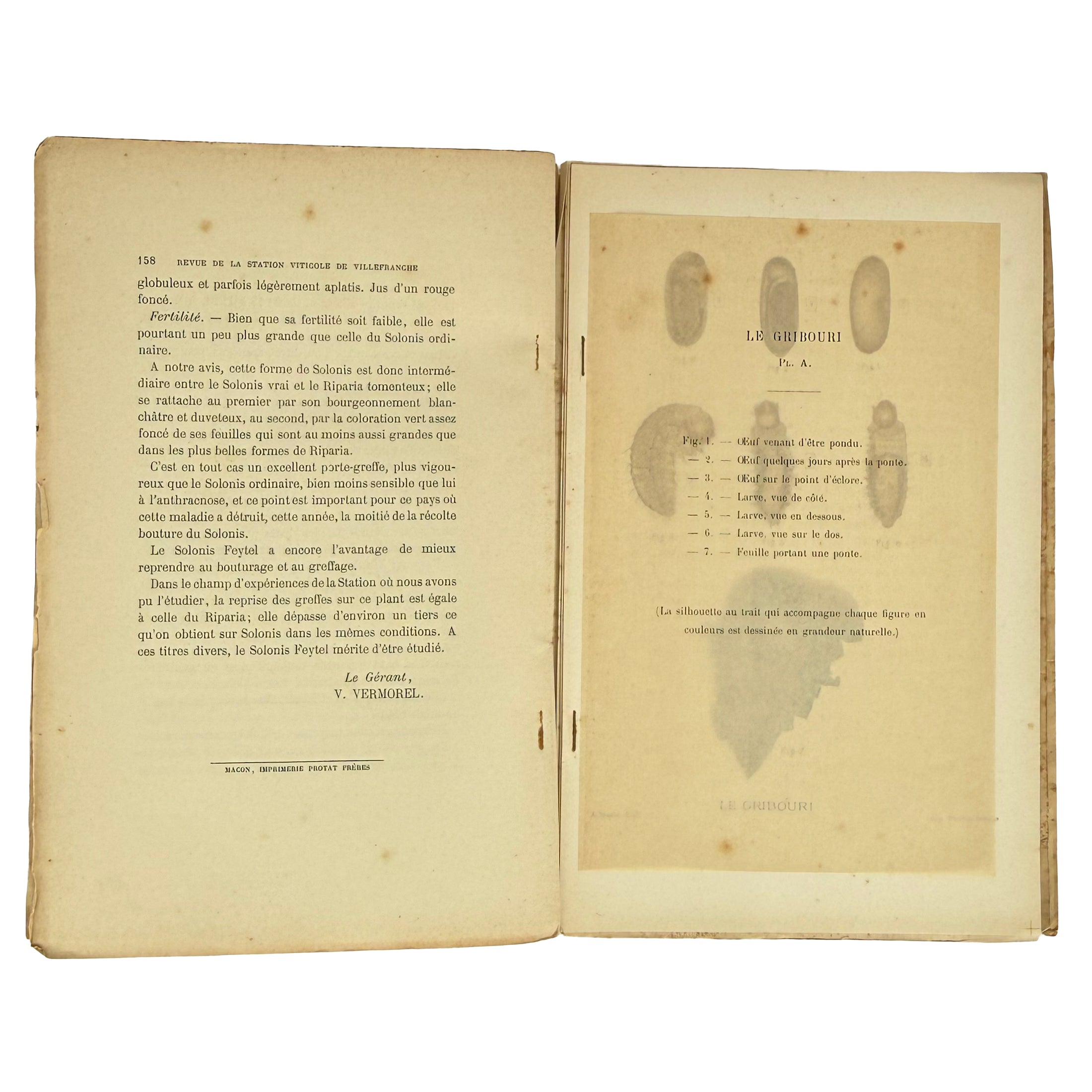 Revue trimestrielle de la Station Viticole de Villefranche (Rhône) by Vermorel, Victor: a distinctive element from the 1890 wine & viticulture publication