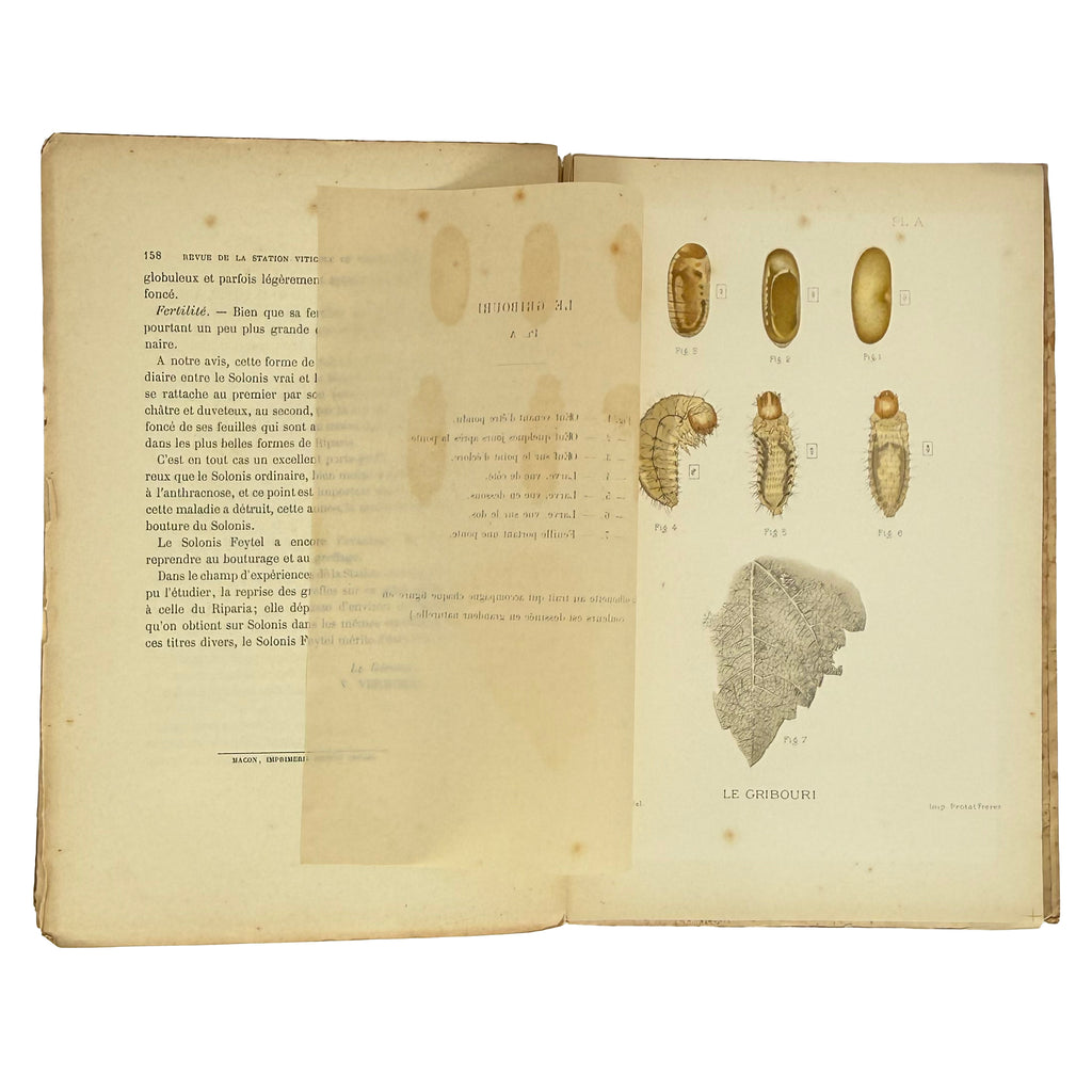Revue trimestrielle de la Station Viticole de Villefranche (Rhône) by Vermorel, Victor: a rare glimpse into the 1890 wine & viticulture work