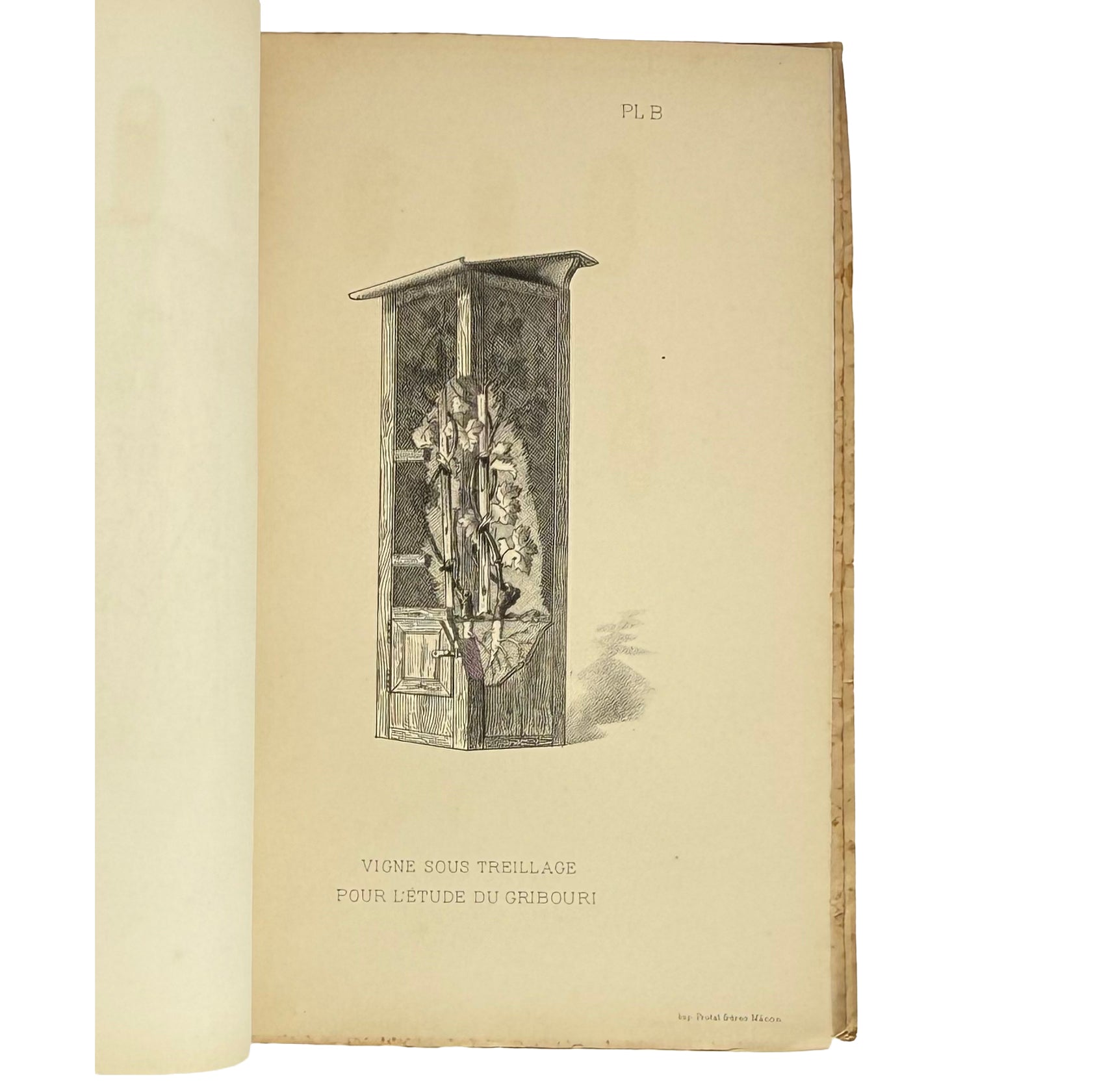 Revue trimestrielle de la Station Viticole de Villefranche (Rhône) by Vermorel, Victor: a singularly preserved detail from the 1890 wine & viticulture piece