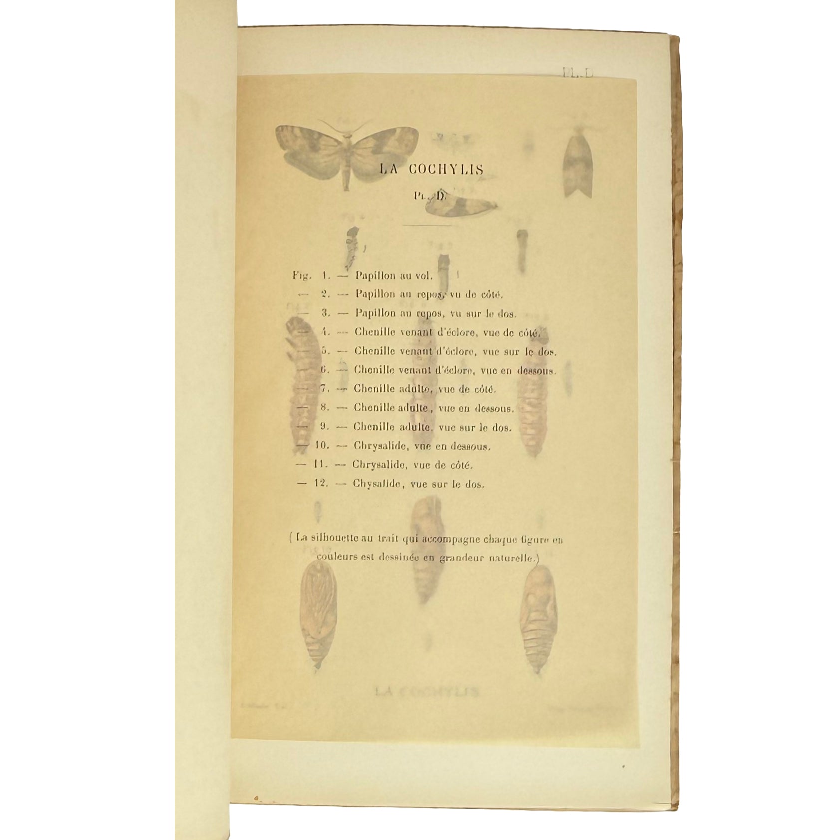Revue trimestrielle de la Station Viticole de Villefranche (Rhône) by Vermorel, Victor: a scarce illustrative detail of the 1890 wine & viticulture printed work