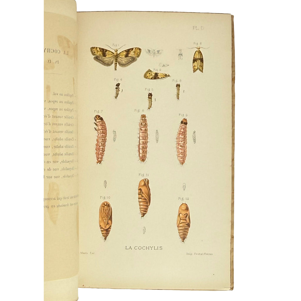 Revue trimestrielle de la Station Viticole de Villefranche (Rhône) by Vermorel, Victor: a rare visual excerpt of the 1890 wine & viticulture volume