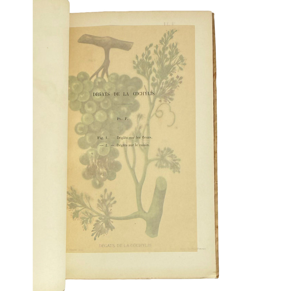 Revue trimestrielle de la Station Viticole de Villefranche (Rhône) by Vermorel, Victor: a singularly preserved detail from the 1890 wine & viticulture copy
