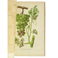 Revue trimestrielle de la Station Viticole de Villefranche (Rhône) by Vermorel, Victor: an uncommon visual fragment of the 1890 wine & viticulture exemplar
