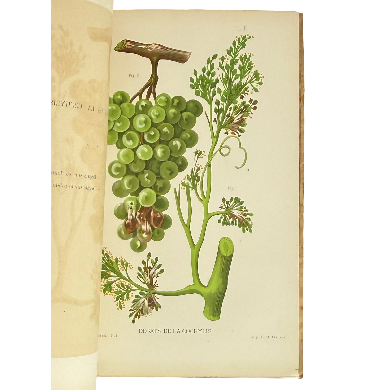 Revue trimestrielle de la Station Viticole de Villefranche (Rhône) by Vermorel, Victor: an uncommon visual fragment of the 1890 wine & viticulture exemplar