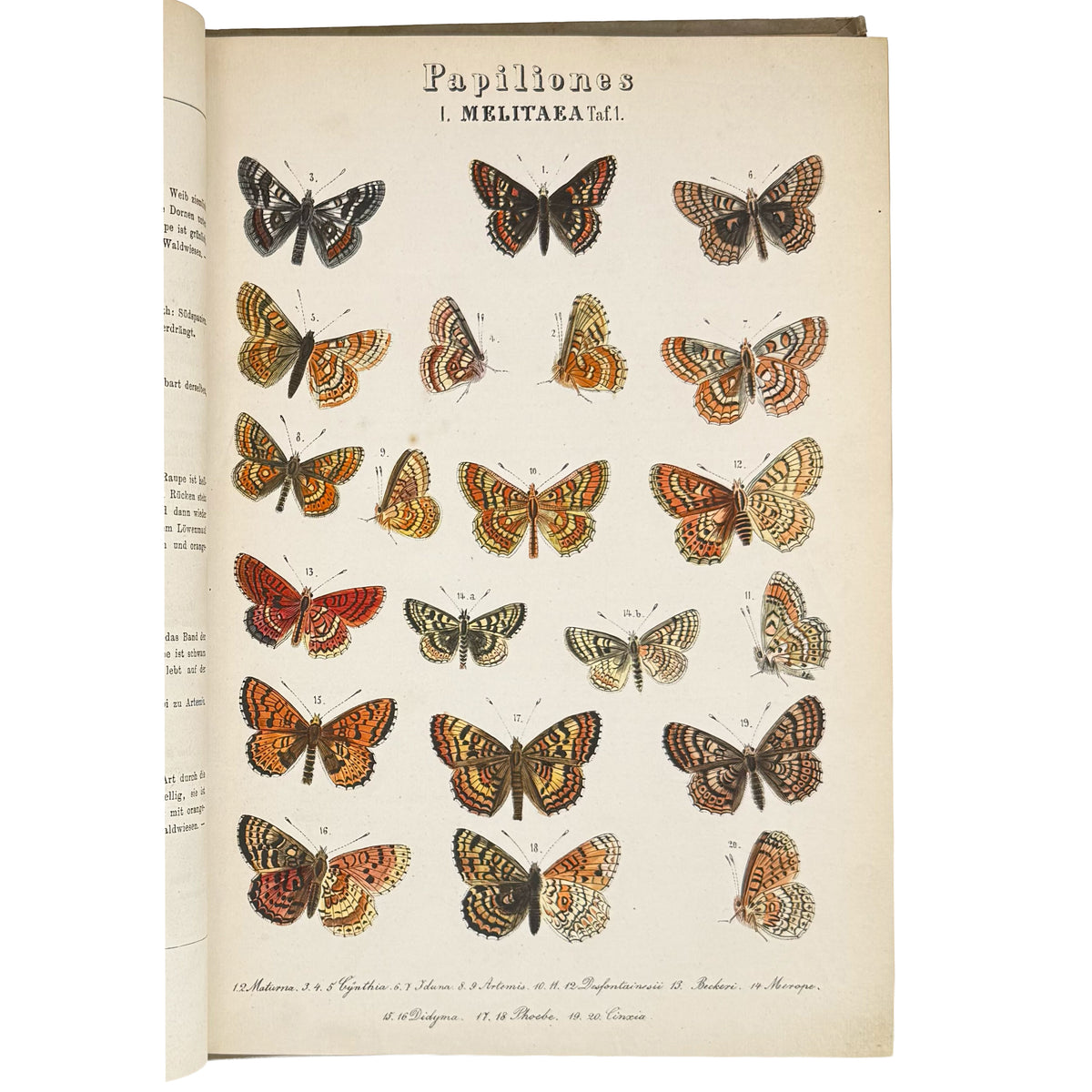 Schmetterlinge u. Raupen. Abbildung und Beschreibung europäischer Schmetterlinge. by Praun, Sigmund von: a rare visual excerpt of the 1859 illustrated science publication