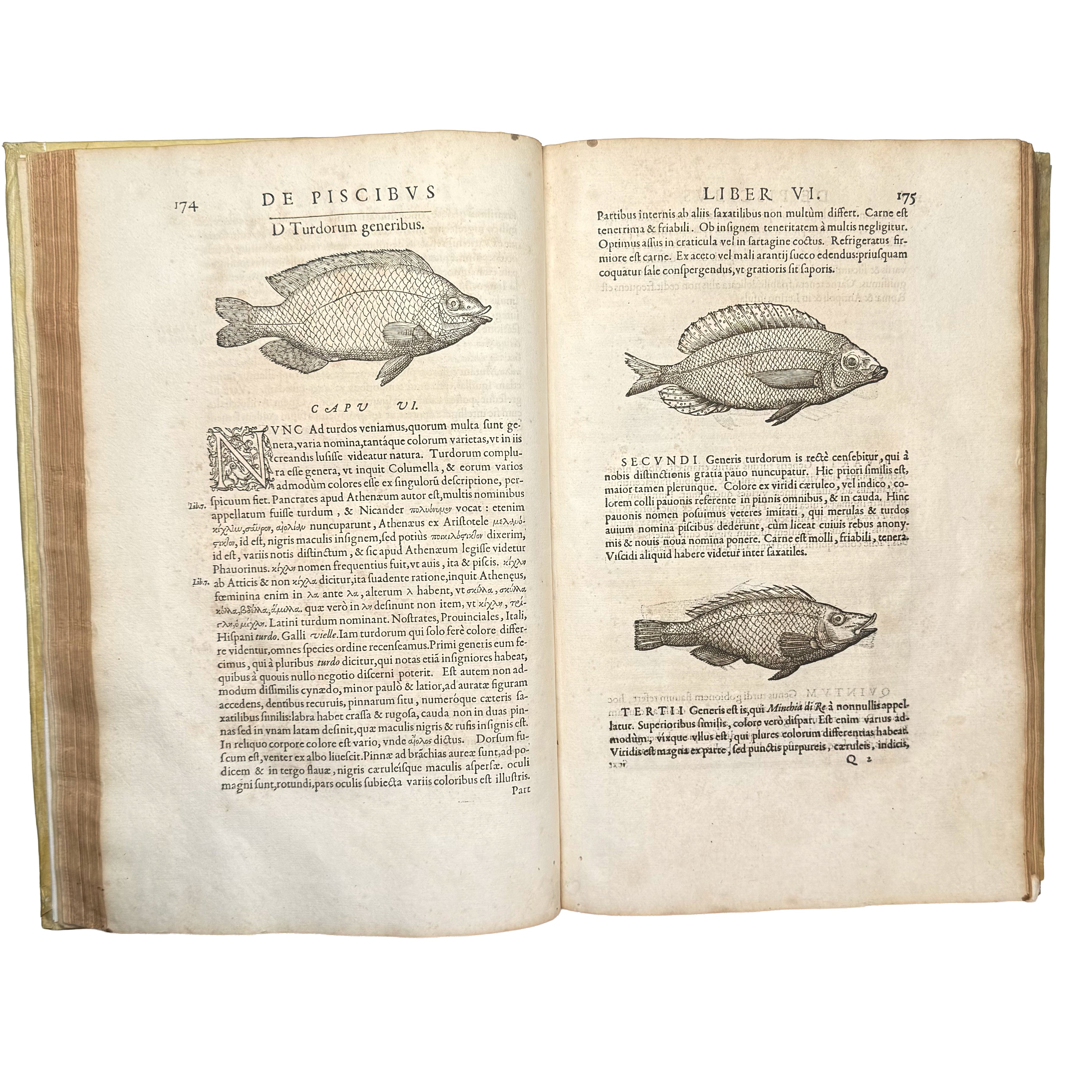 Libri de piscibus marinis. (With:) Universae aquatilium Historiae pars altera by Rondelet, Guillaume: an uncommon visual fragment of the 1554-1555 early science & crafts treatise