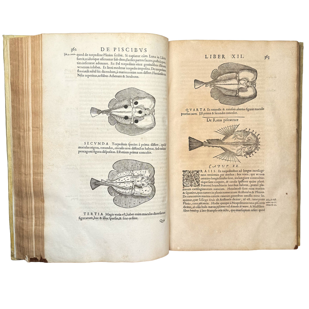 Libri de piscibus marinis. (With:) Universae aquatilium Historiae pars altera by Rondelet, Guillaume: a distinctive element from the 1554-1555 early science & crafts edition