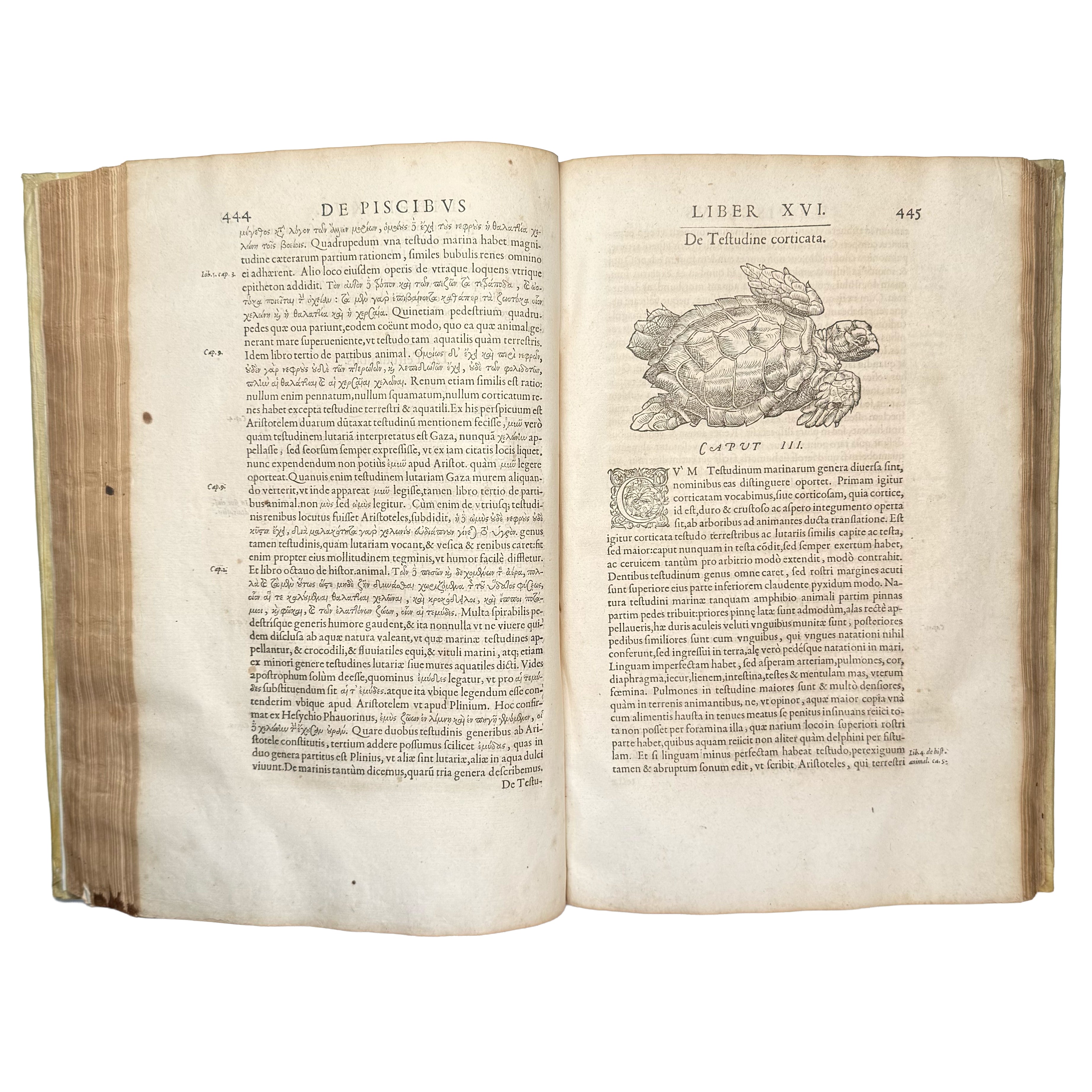 Libri de piscibus marinis. (With:) Universae aquatilium Historiae pars altera by Rondelet, Guillaume: a scarce visual specimen of the 1554-1555 early science & crafts treatise