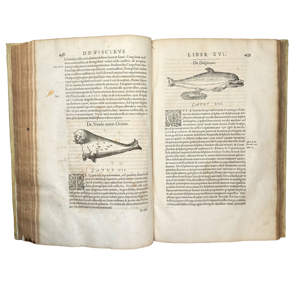 Libri de piscibus marinis. (With:) Universae aquatilium Historiae pars altera by Rondelet, Guillaume: a singularly preserved detail from the 1554-1555 early science & crafts exemplar