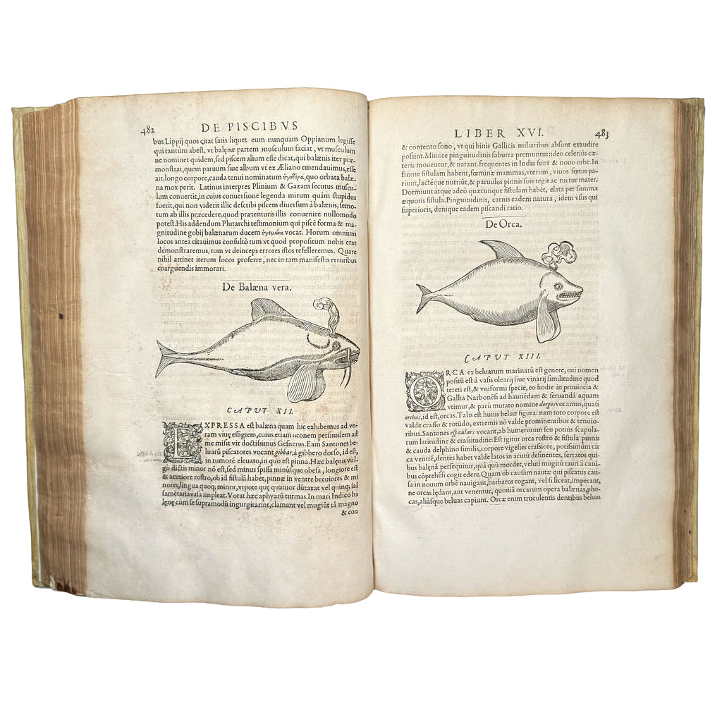 Libri de piscibus marinis. (With:) Universae aquatilium Historiae pars altera by Rondelet, Guillaume: a scarce visual specimen of the 1554-1555 early science & crafts publication