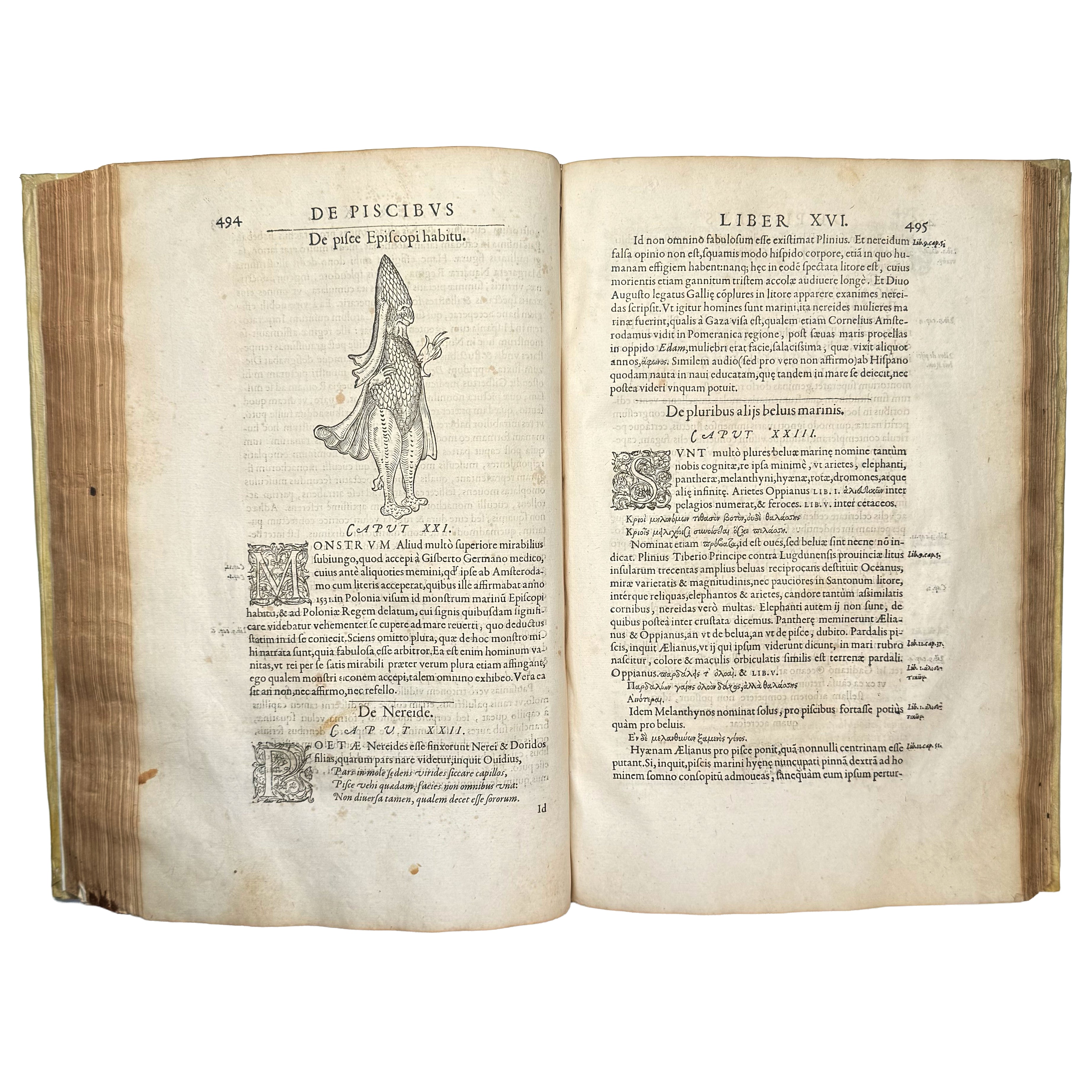 Libri de piscibus marinis. (With:) Universae aquatilium Historiae pars altera by Rondelet, Guillaume: a singularly preserved detail from the 1554-1555 early science & crafts work