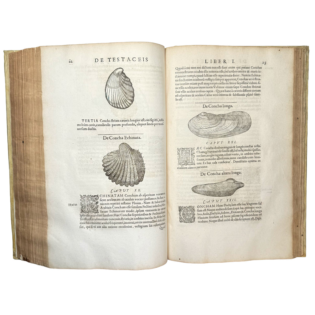 Libri de piscibus marinis. (With:) Universae aquatilium Historiae pars altera by Rondelet, Guillaume: an exquisite selection from the 1554-1555 early science & crafts copy