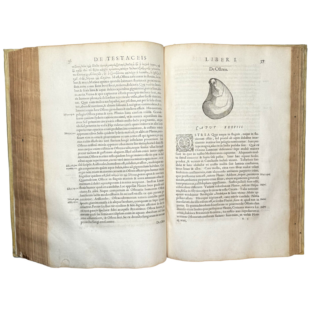 Libri de piscibus marinis. (With:) Universae aquatilium Historiae pars altera by Rondelet, Guillaume: a precious visual instance of the 1554-1555 early science & crafts publication