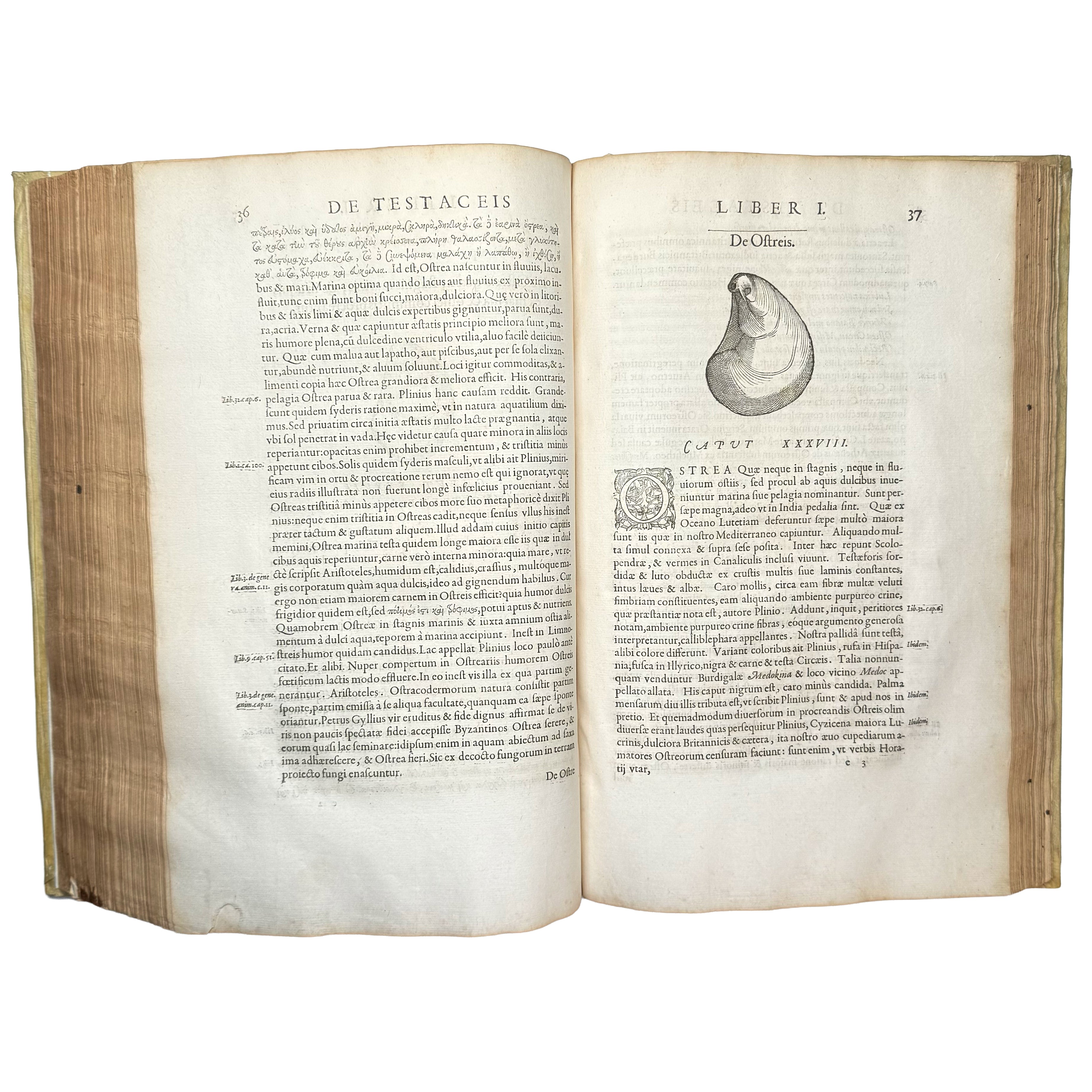 Libri de piscibus marinis. (With:) Universae aquatilium Historiae pars altera by Rondelet, Guillaume: a precious visual instance of the 1554-1555 early science & crafts publication