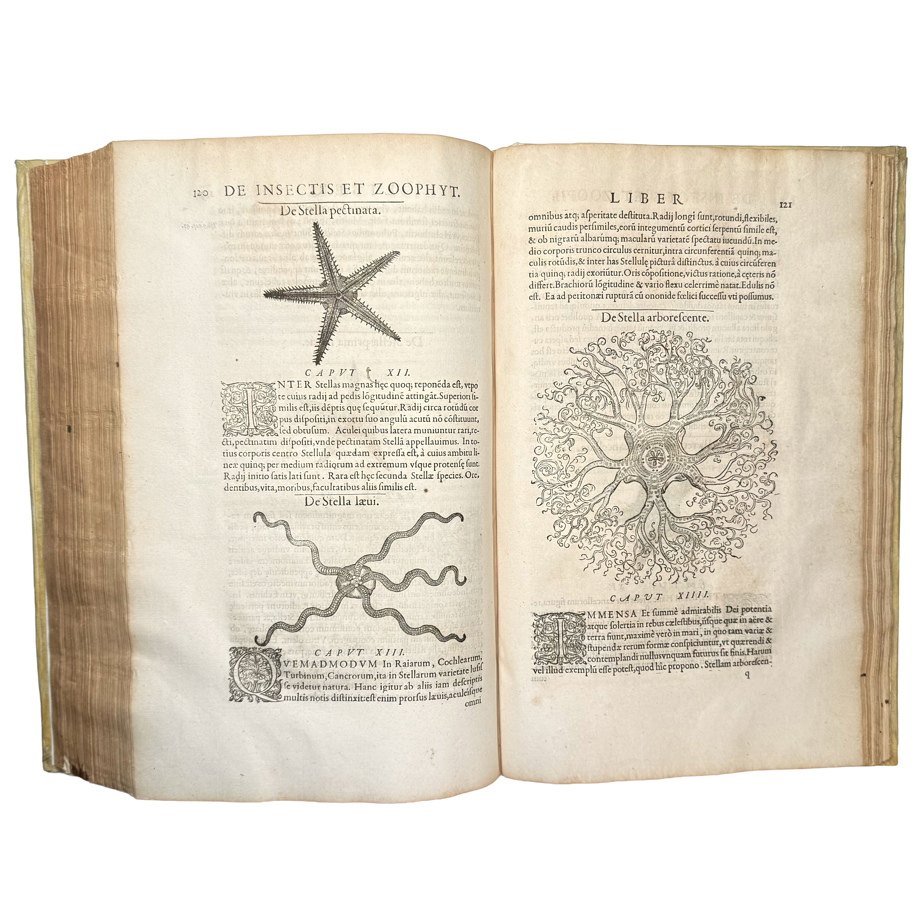 Libri de piscibus marinis. (With:) Universae aquatilium Historiae pars altera by Rondelet, Guillaume: a noteworthy detail captured from the 1554-1555 early science & crafts work
