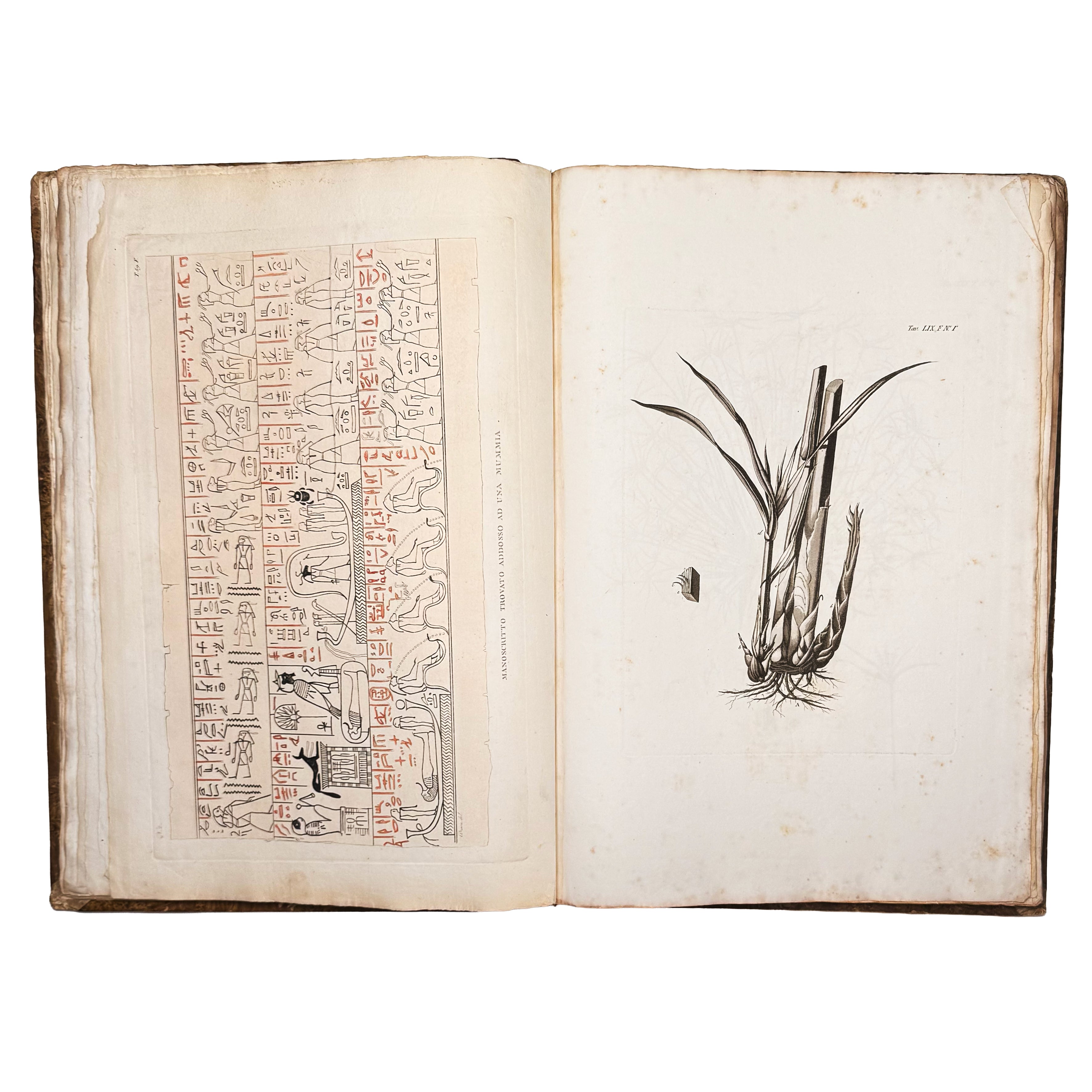 Atlante monumentale del Basso e dell'Alto Egitto by Segato, Girolamo; Valeriani, Domenico: a noteworthy detail captured from the 1837 illustrated wonders piece